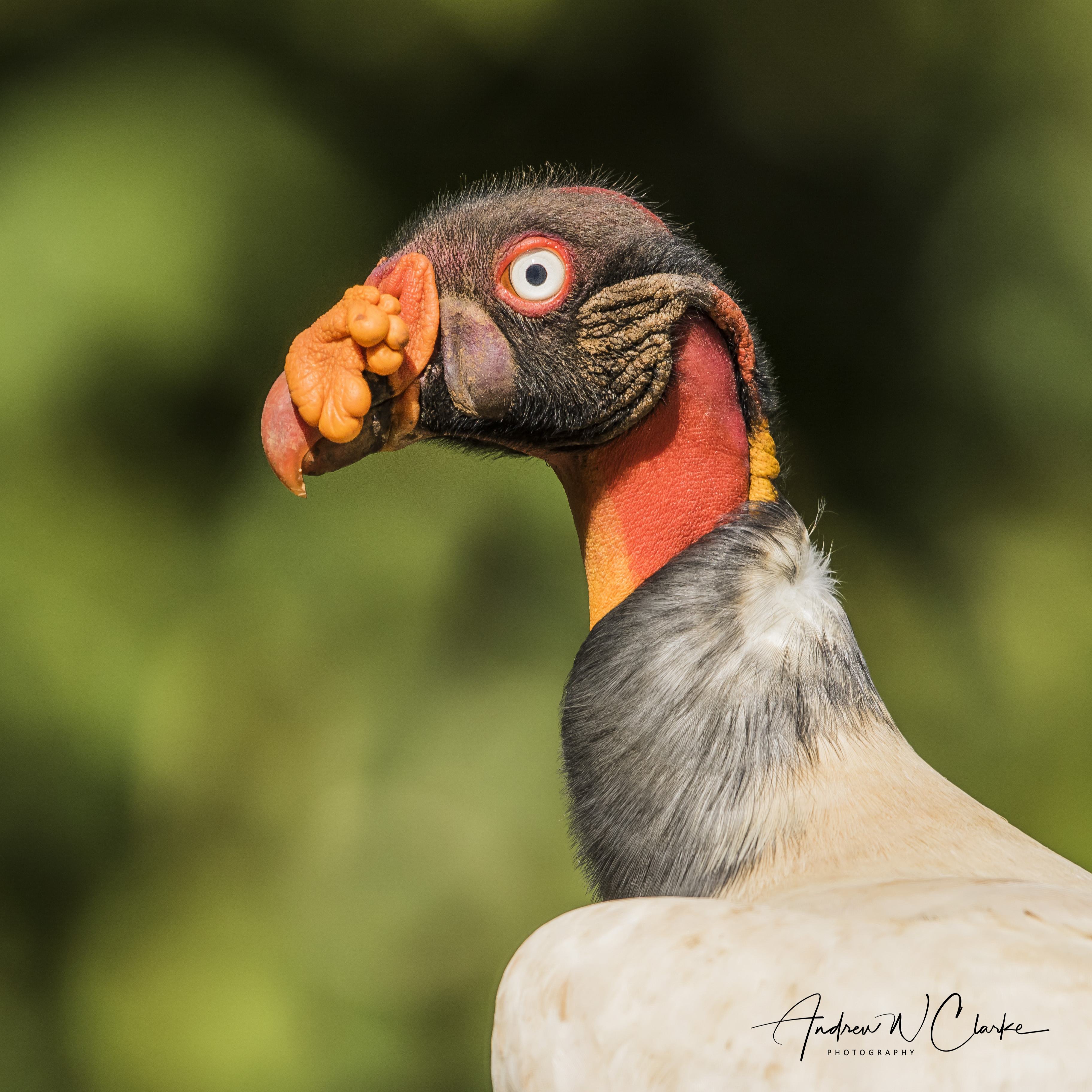 King Vulture