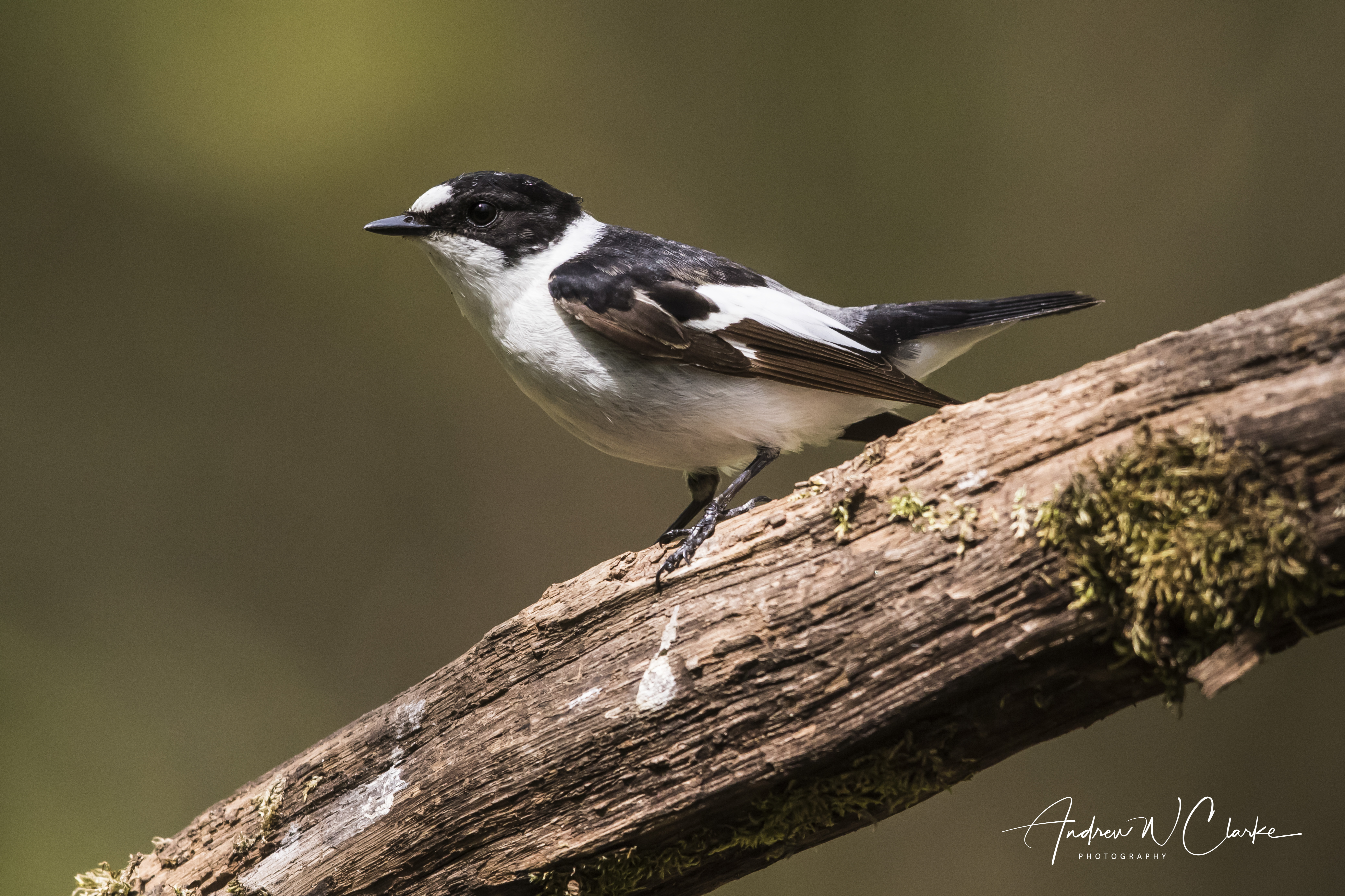 Collared Flycatcher