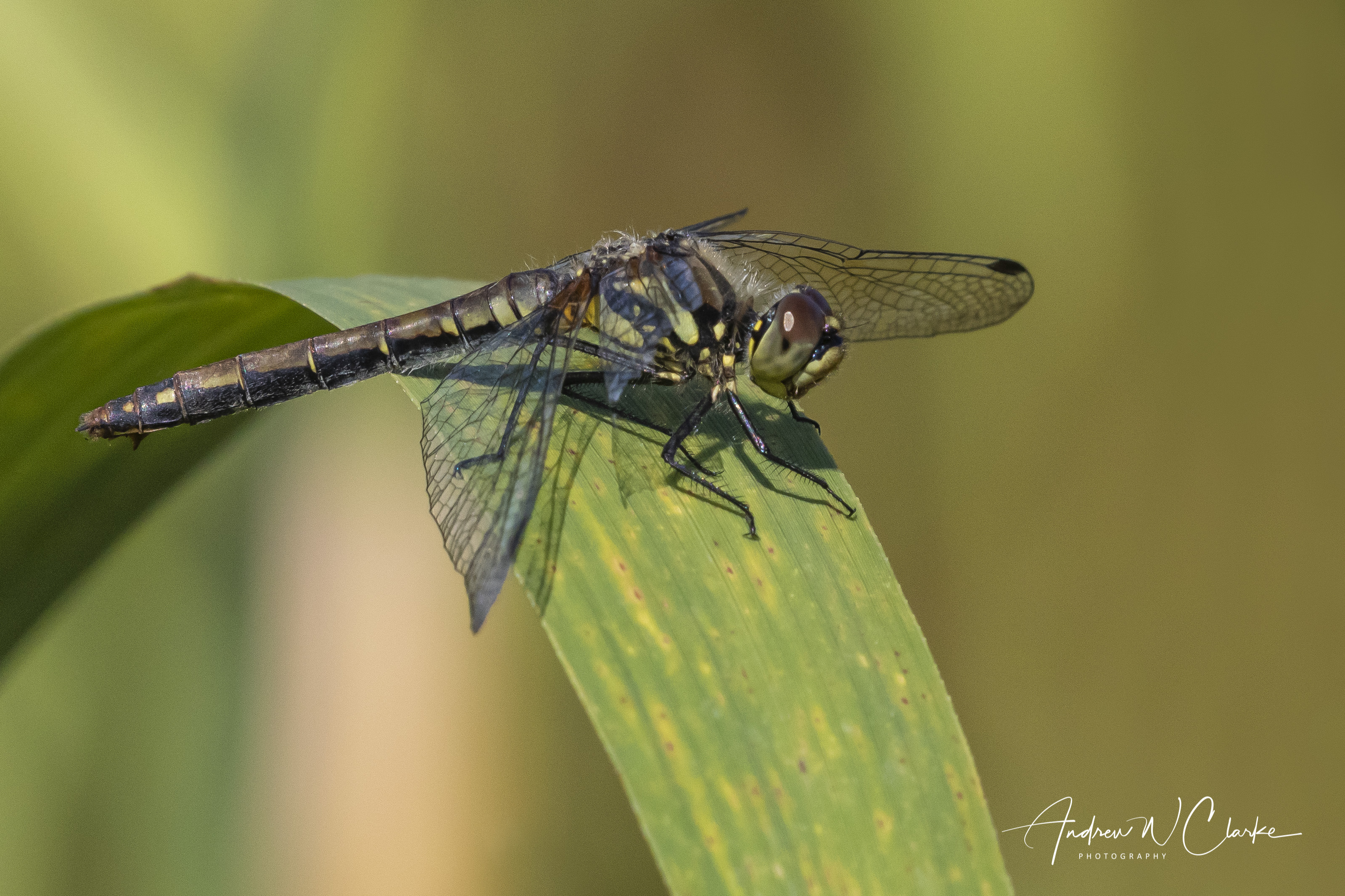 Black Darter
