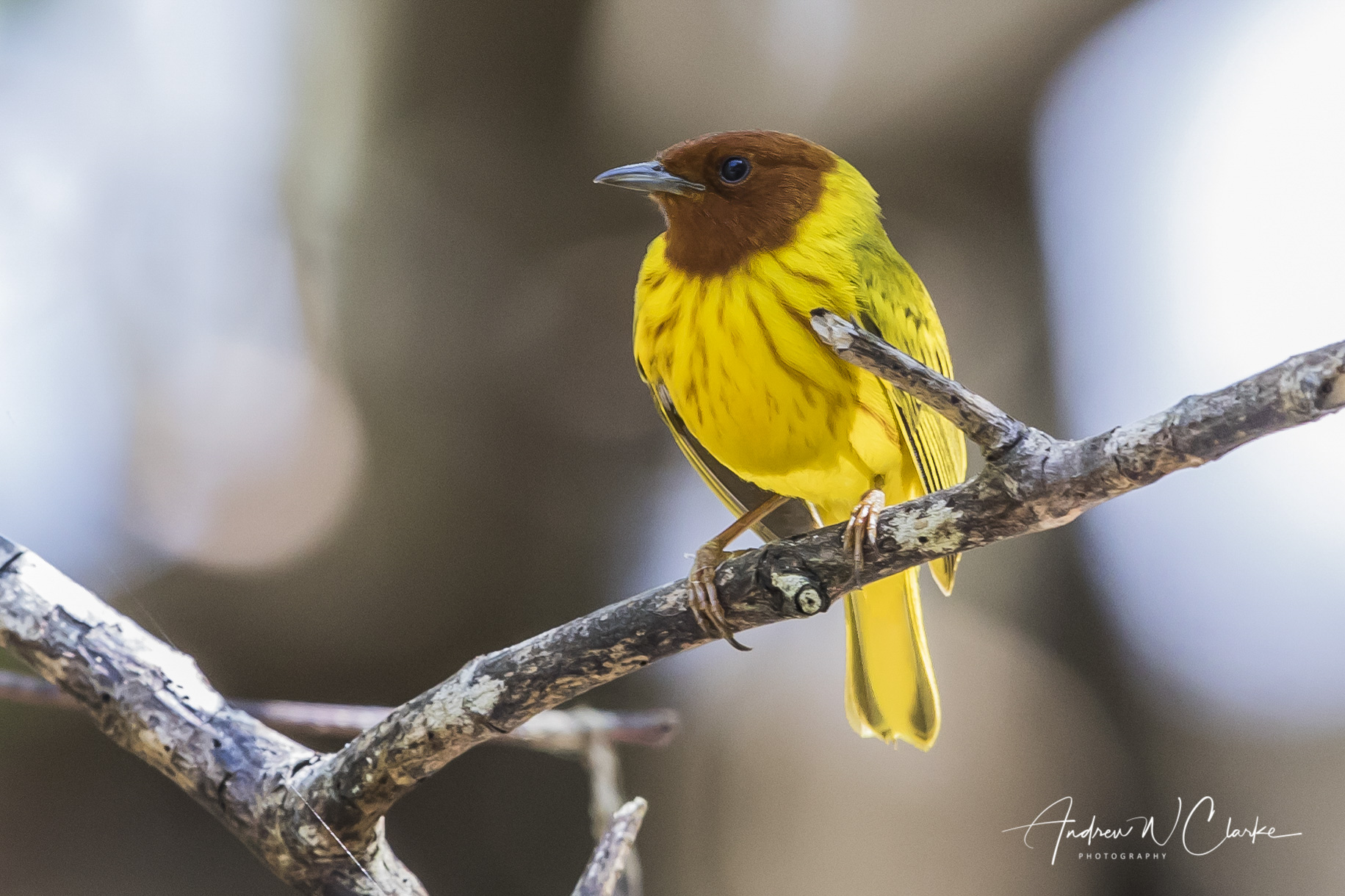 (Mangrove) Yellow Warbler