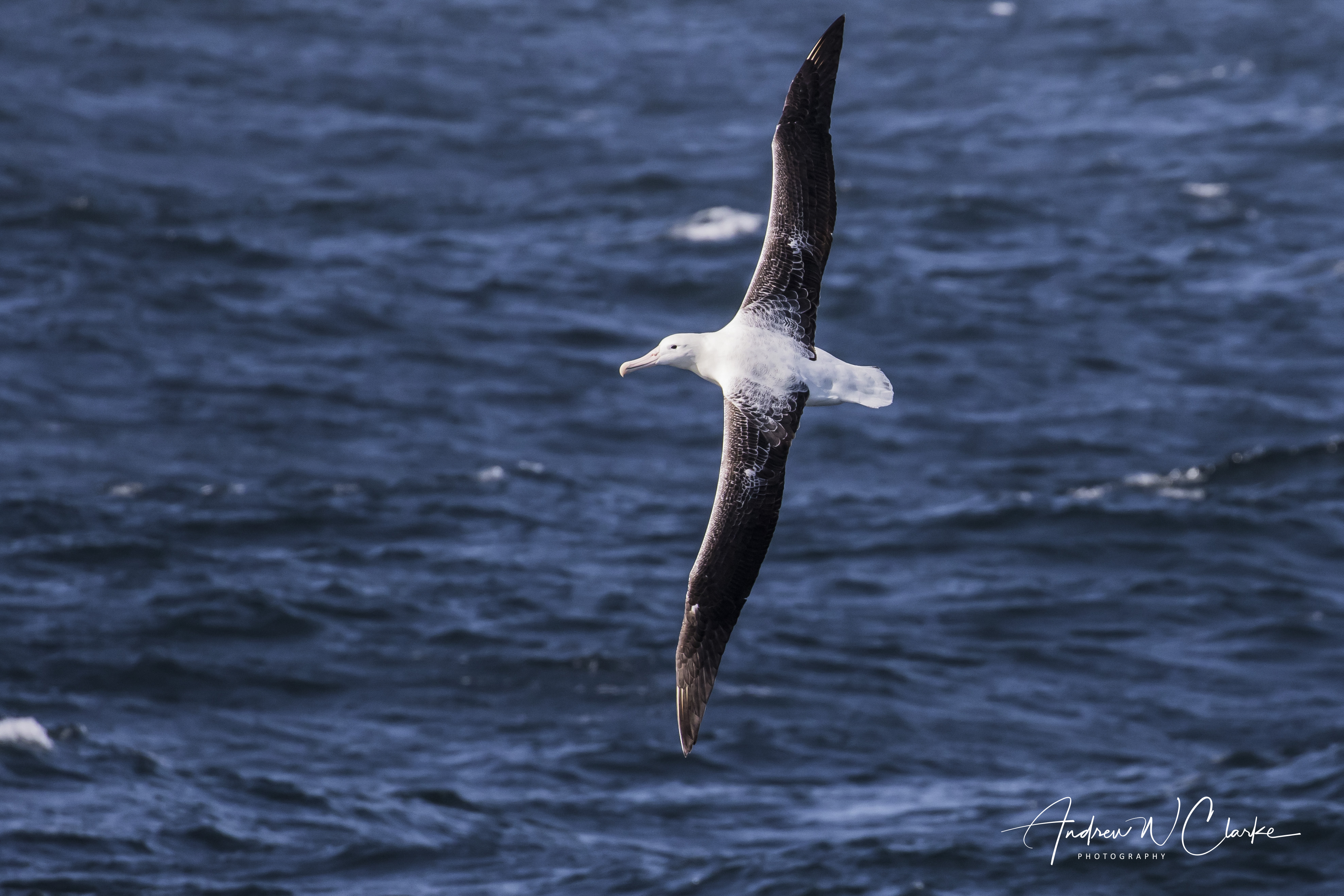 (Southern) Royal Albatross