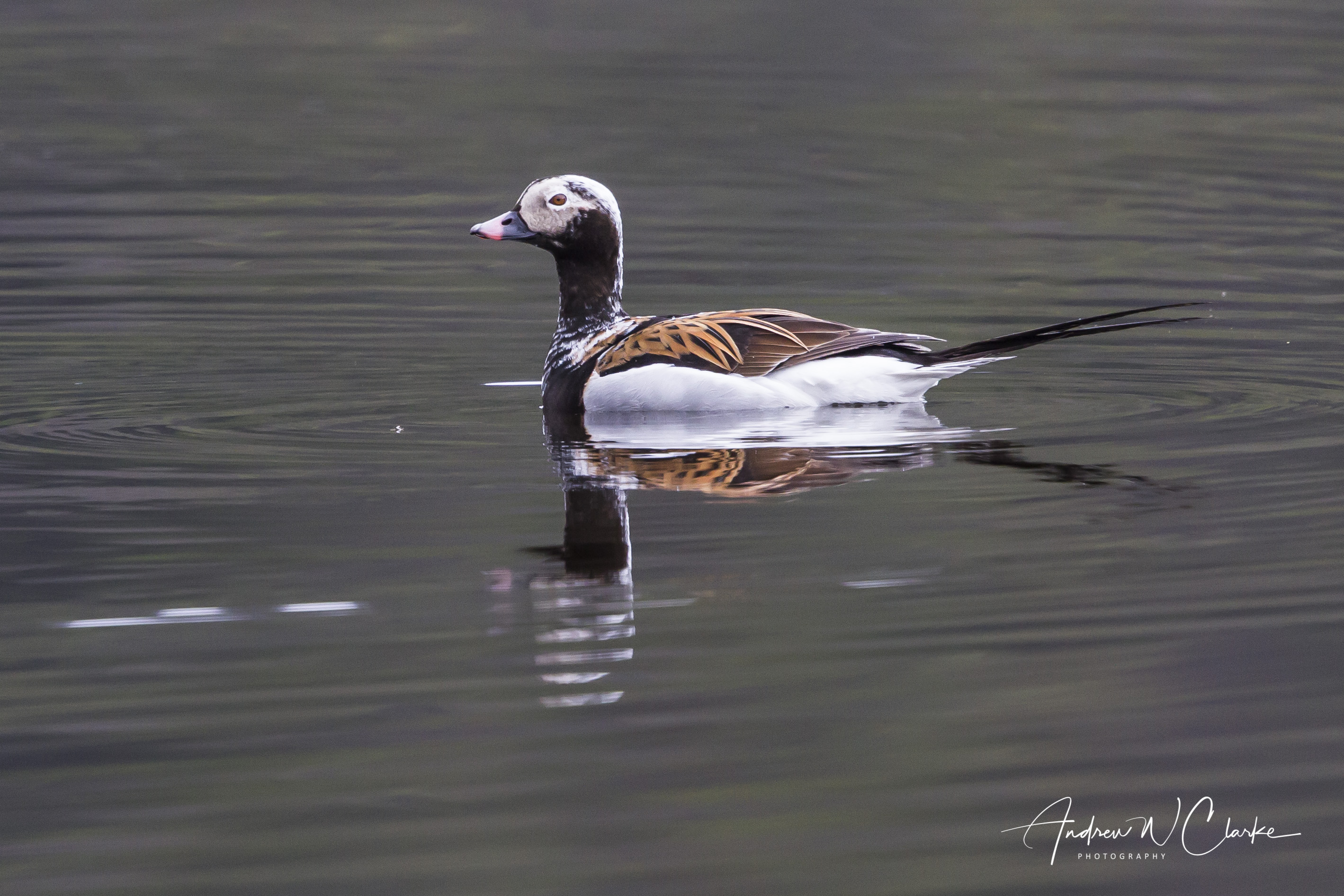 Long-tailed Duck / Havelle