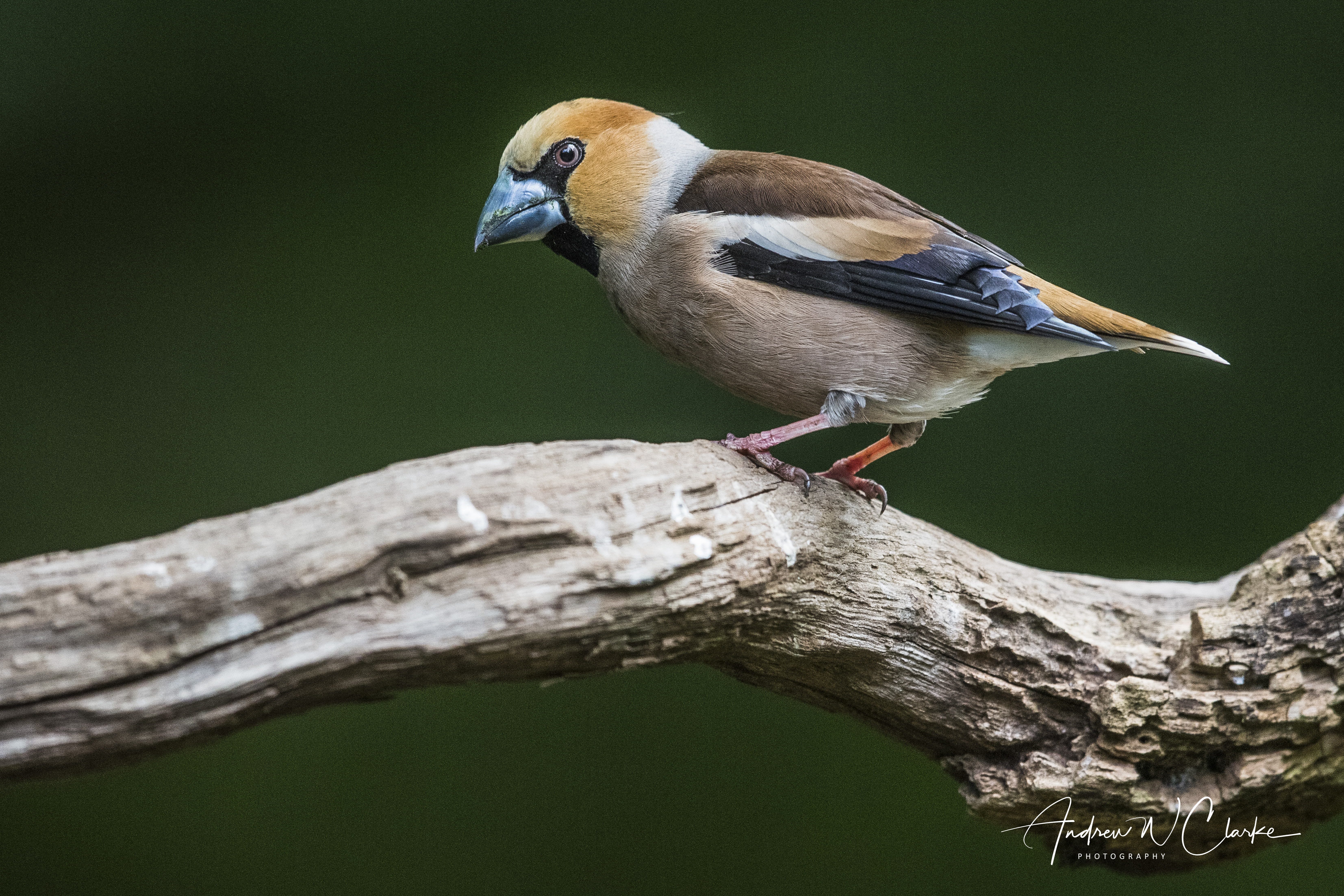 Hawfinch