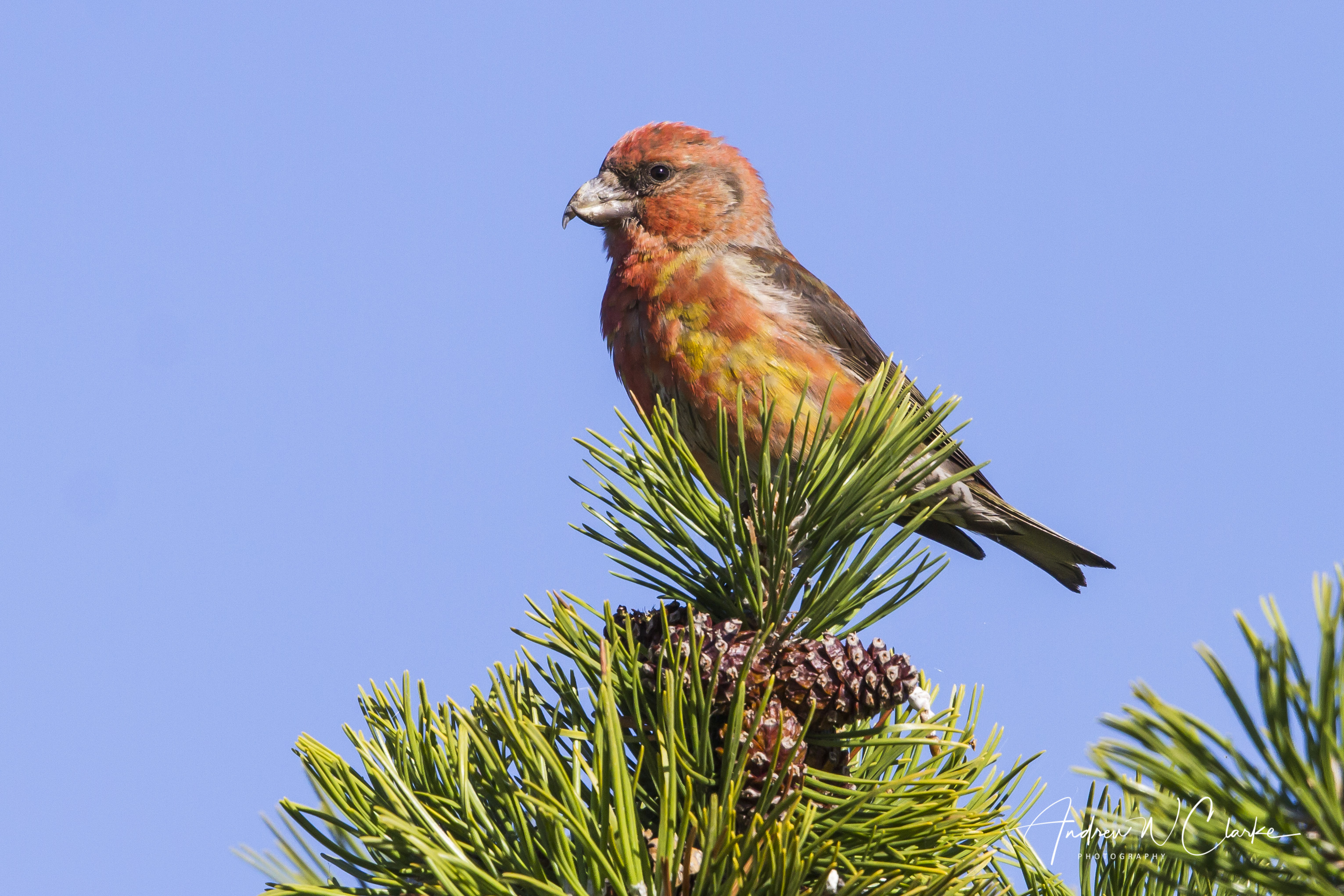 Red Crossbill / Grankorsnebb