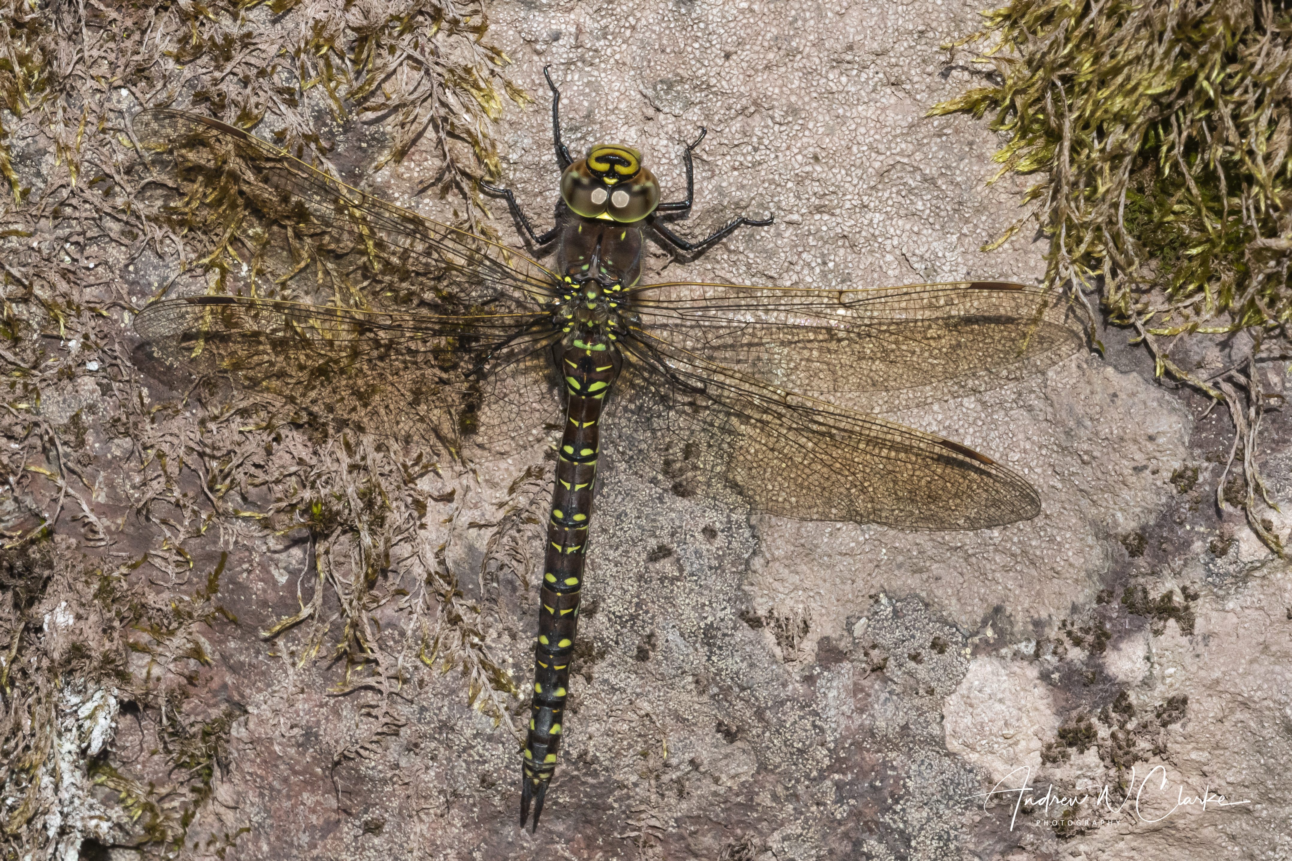 Moorland Hawker