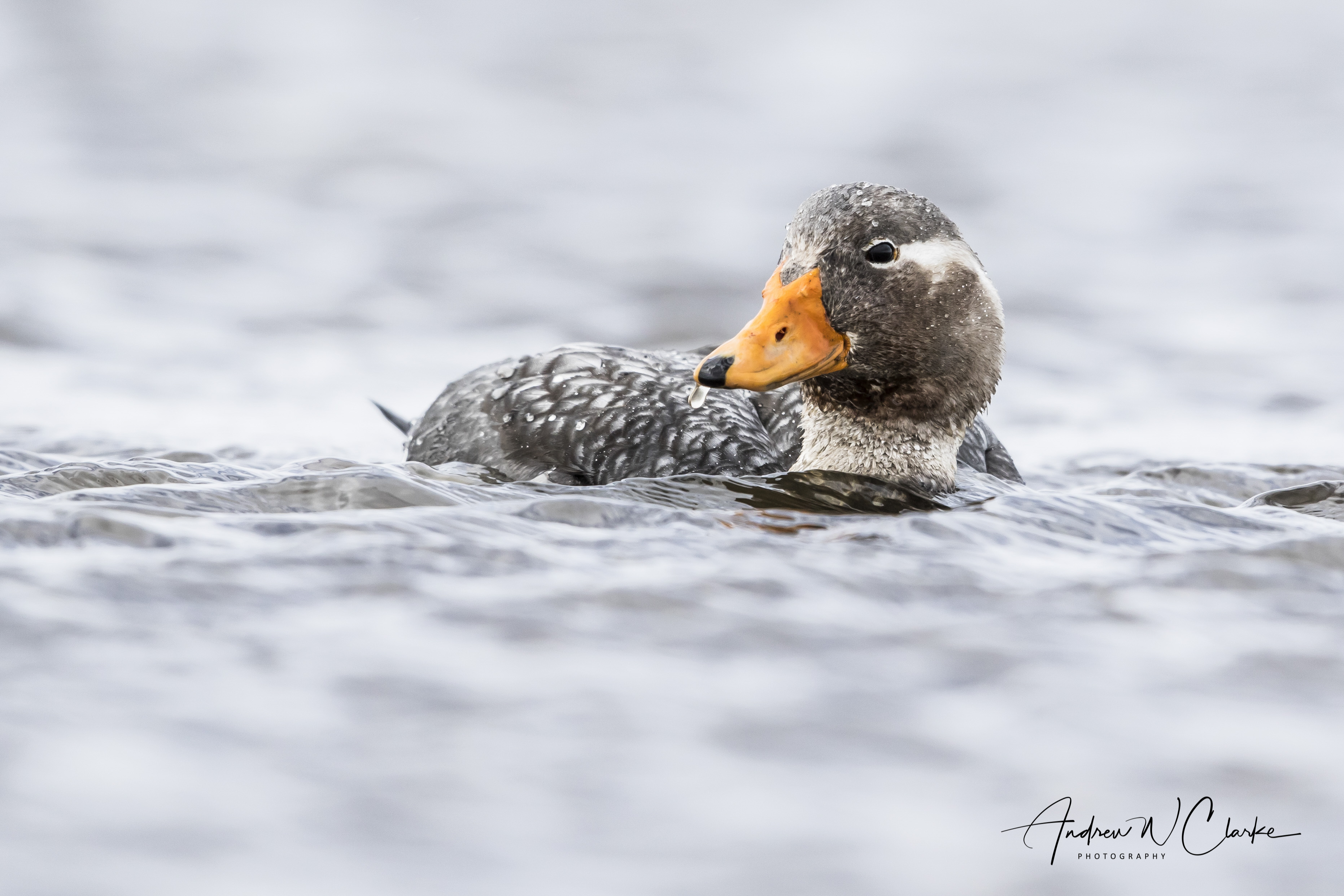 Flying Steamer-Duck