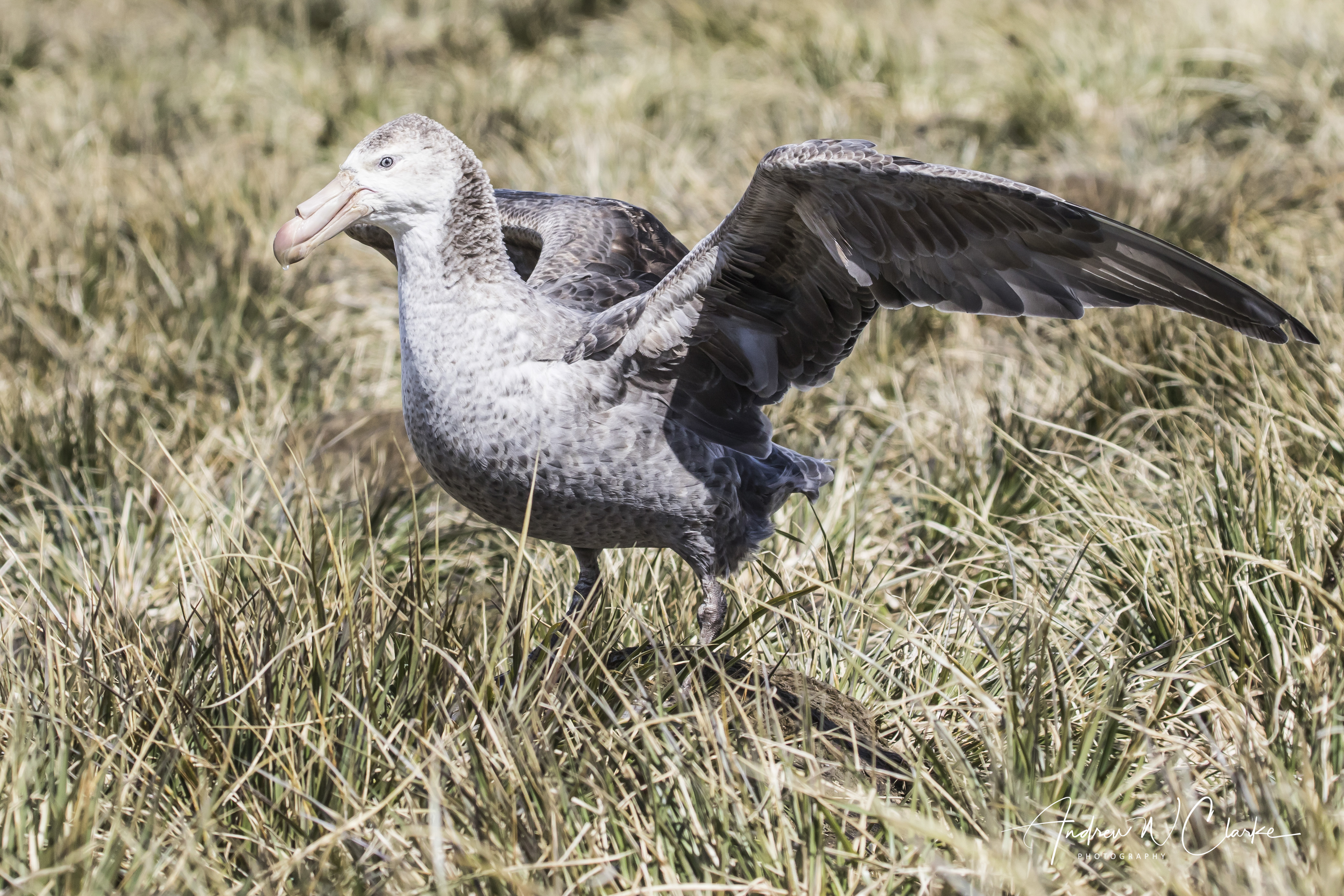 Northern Giant Petrel