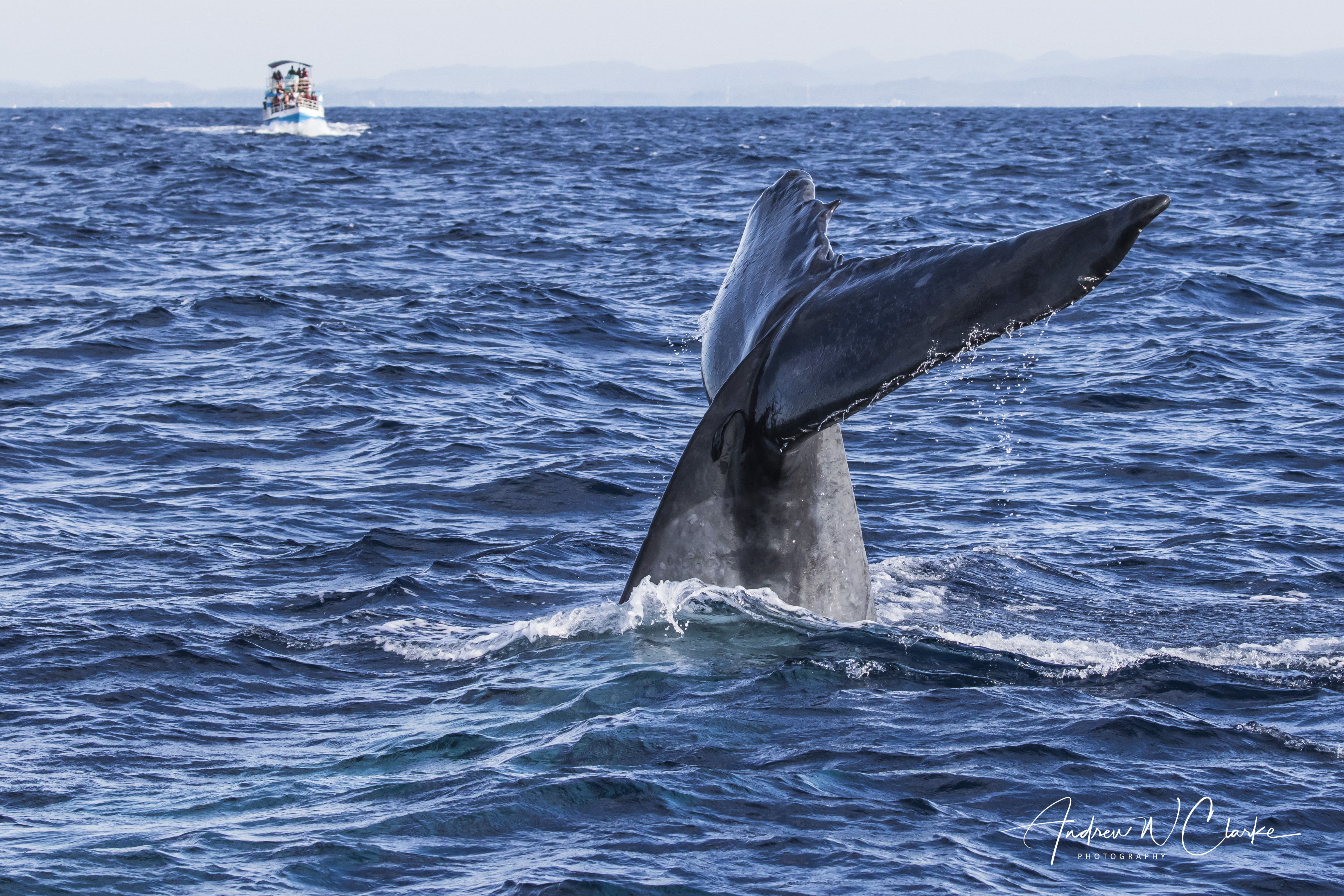 Blue Whale