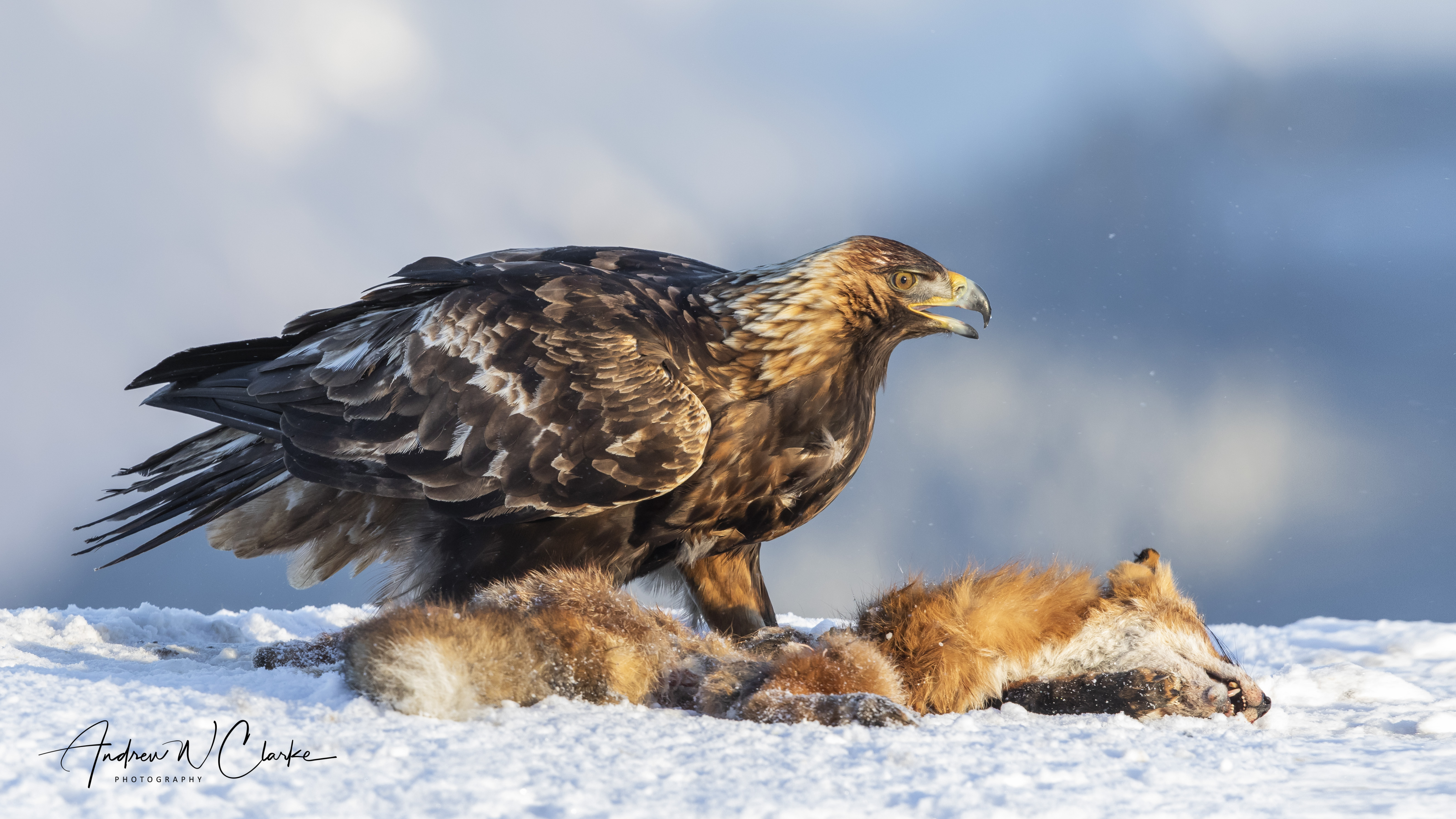 Golden Eagle / Kongeørn