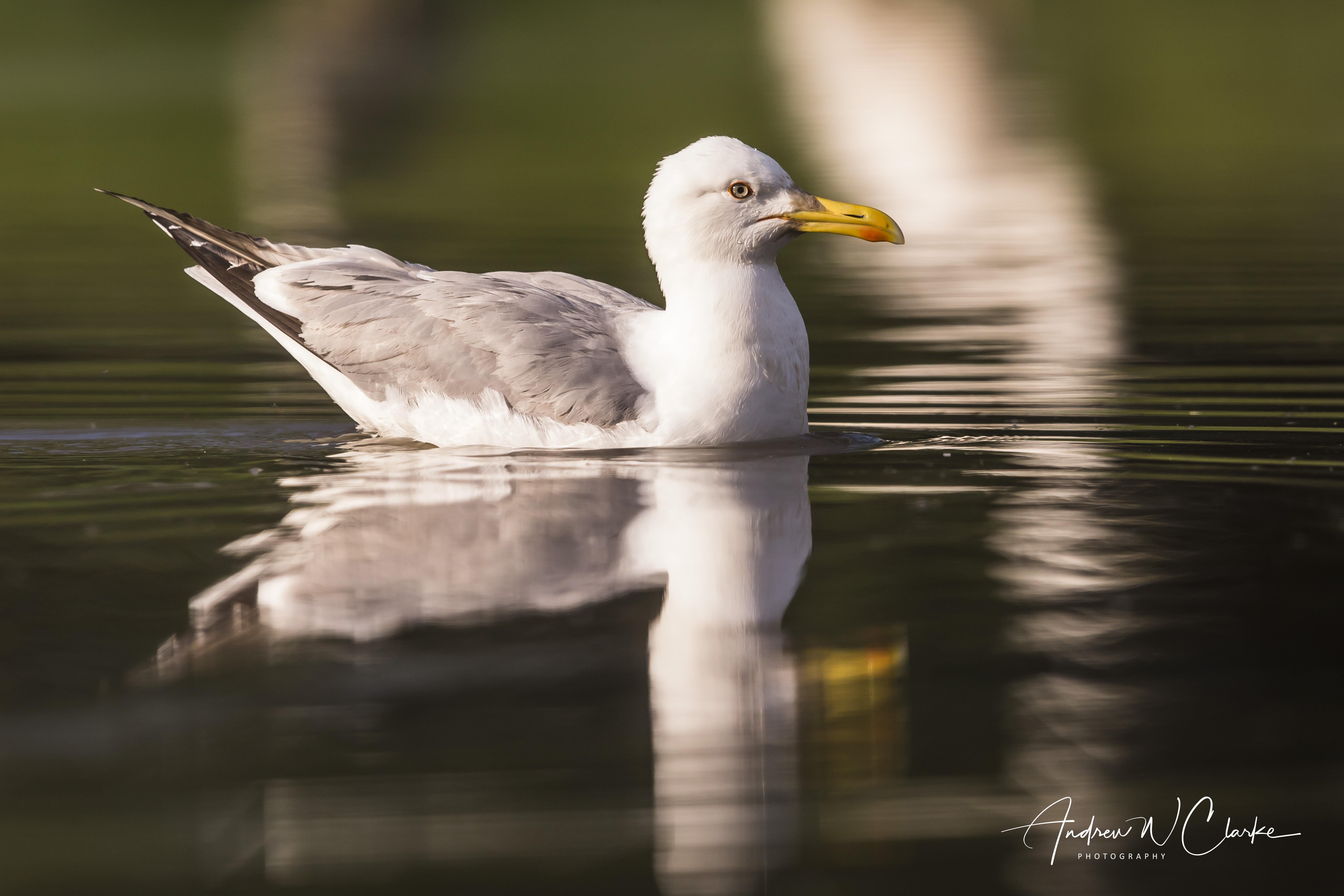 Caspian Gull