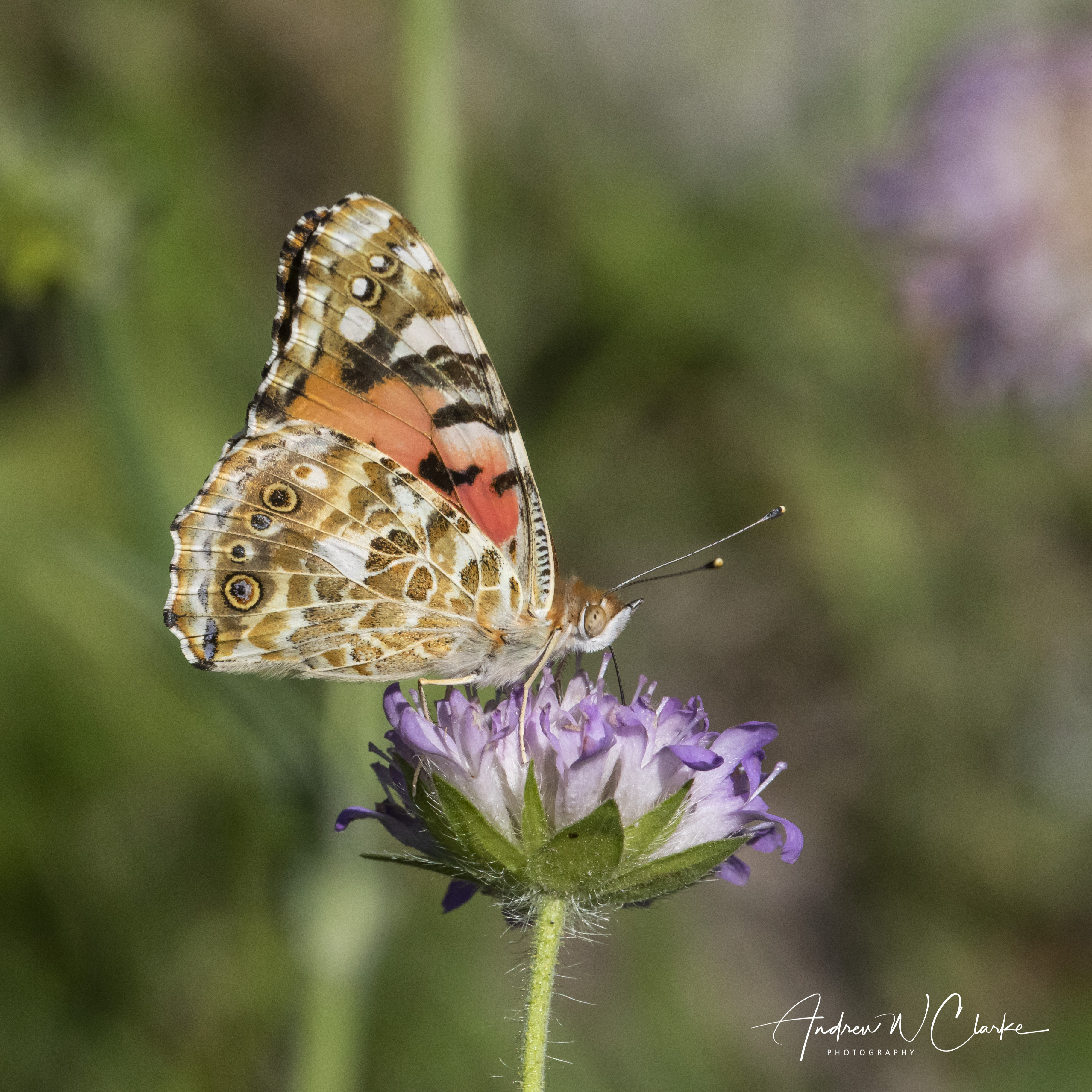 Painted Lady