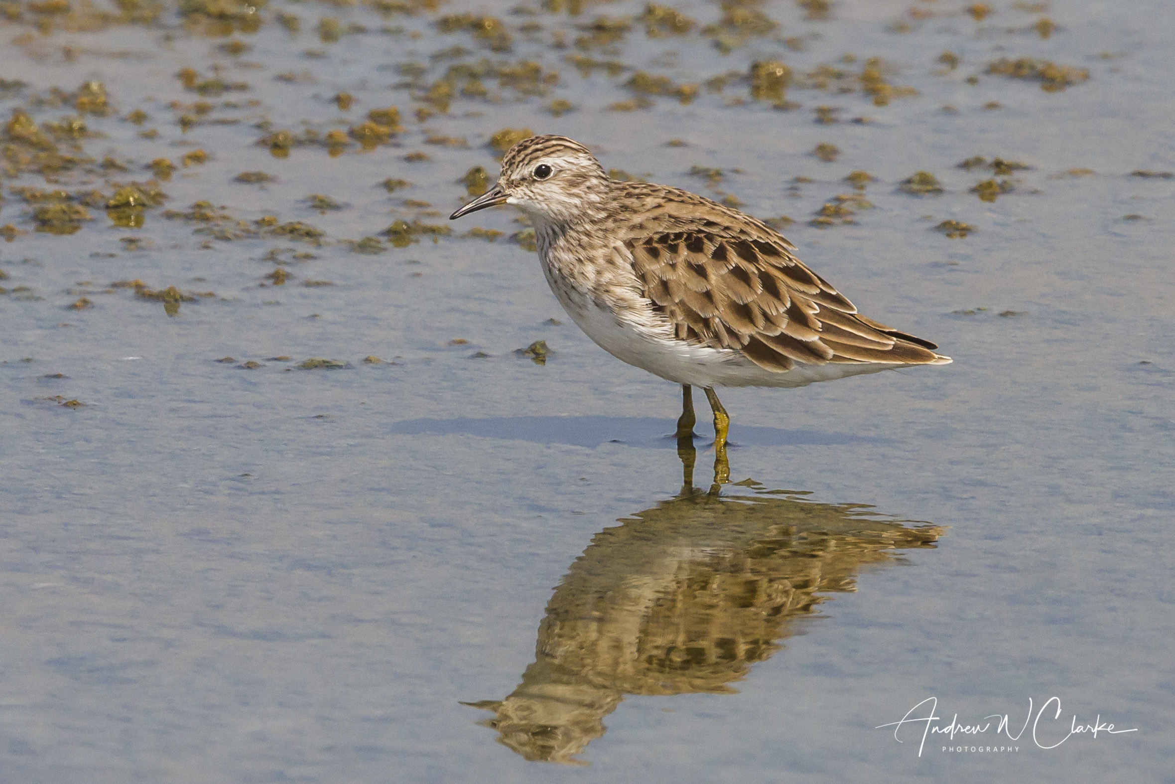 Long-toed Stint