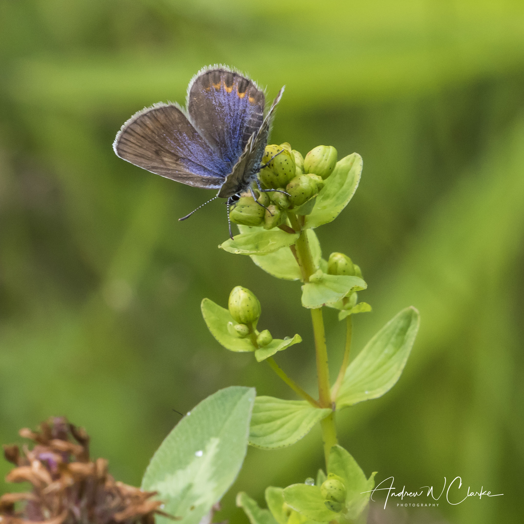 Idas Blue