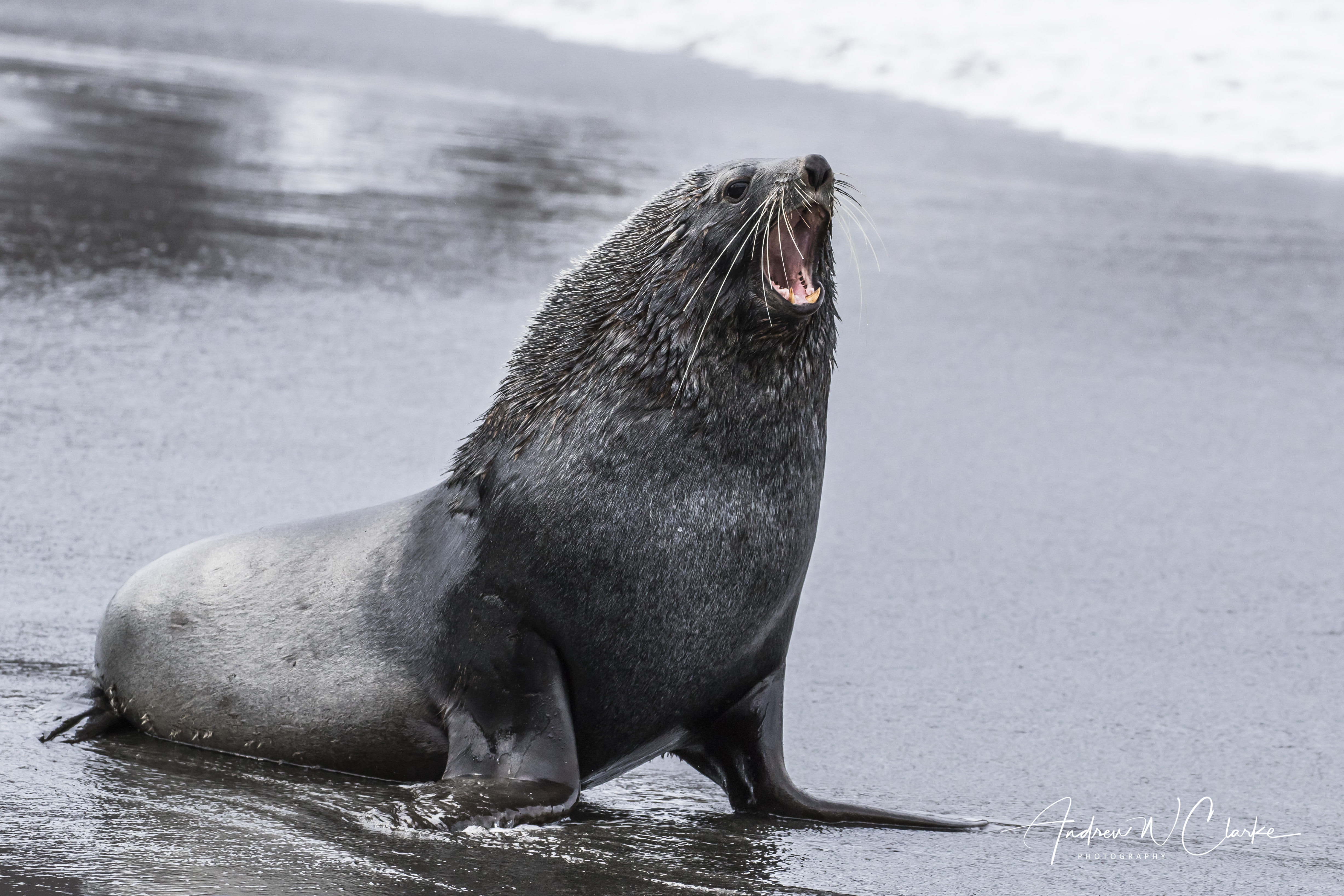 Antarctic Fur Seal