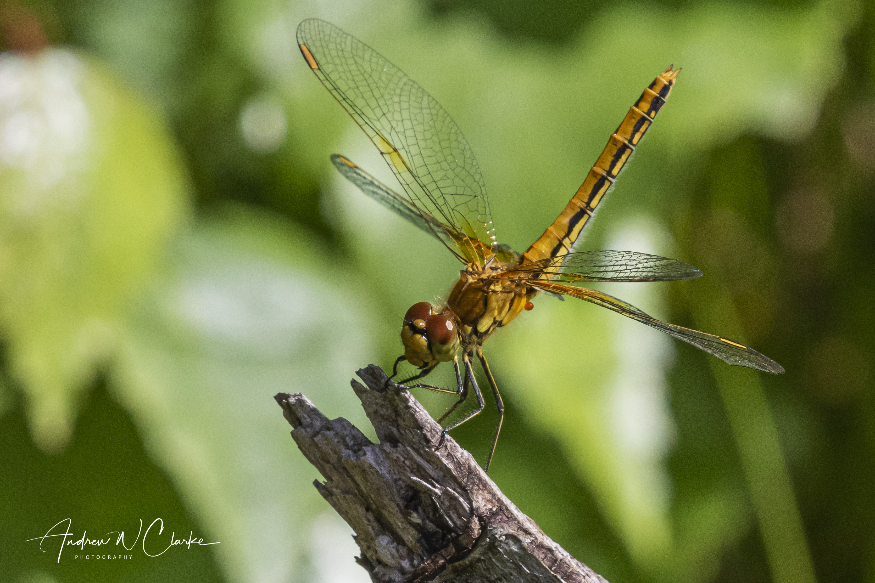 Yellow-winged Darter