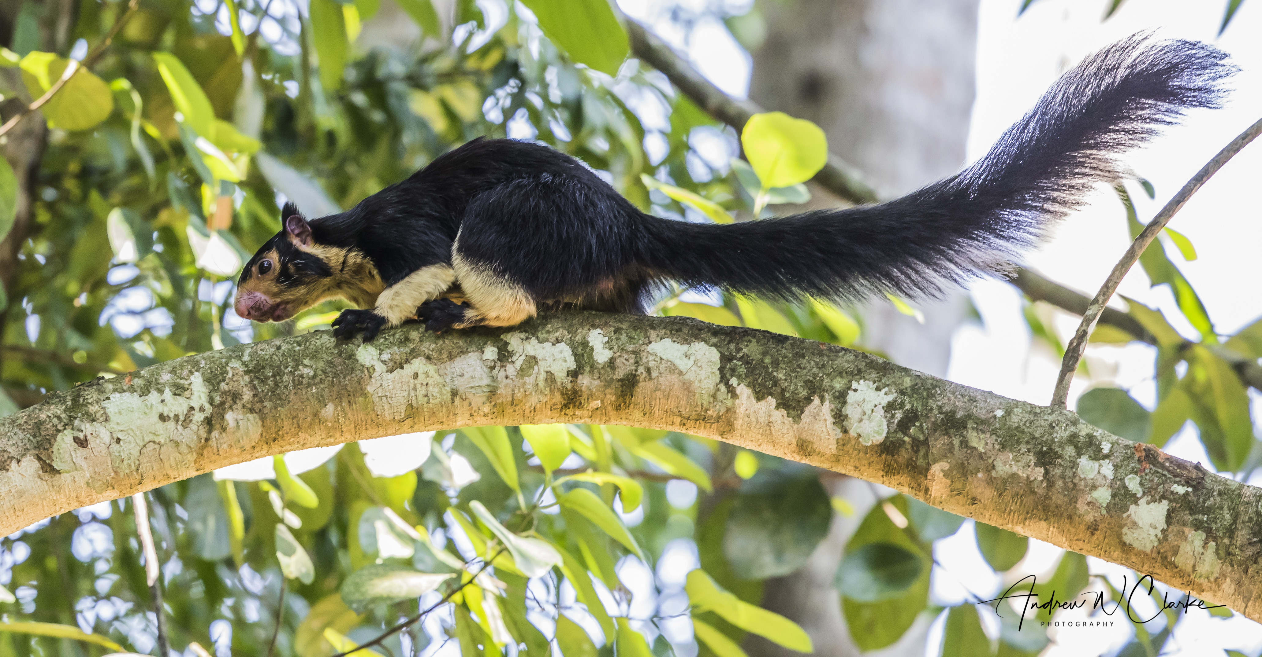 Grizzled Giant Squirrel