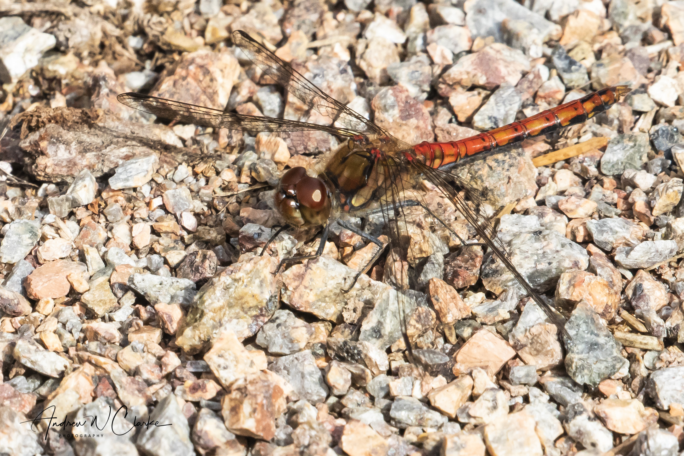 Common Darter
