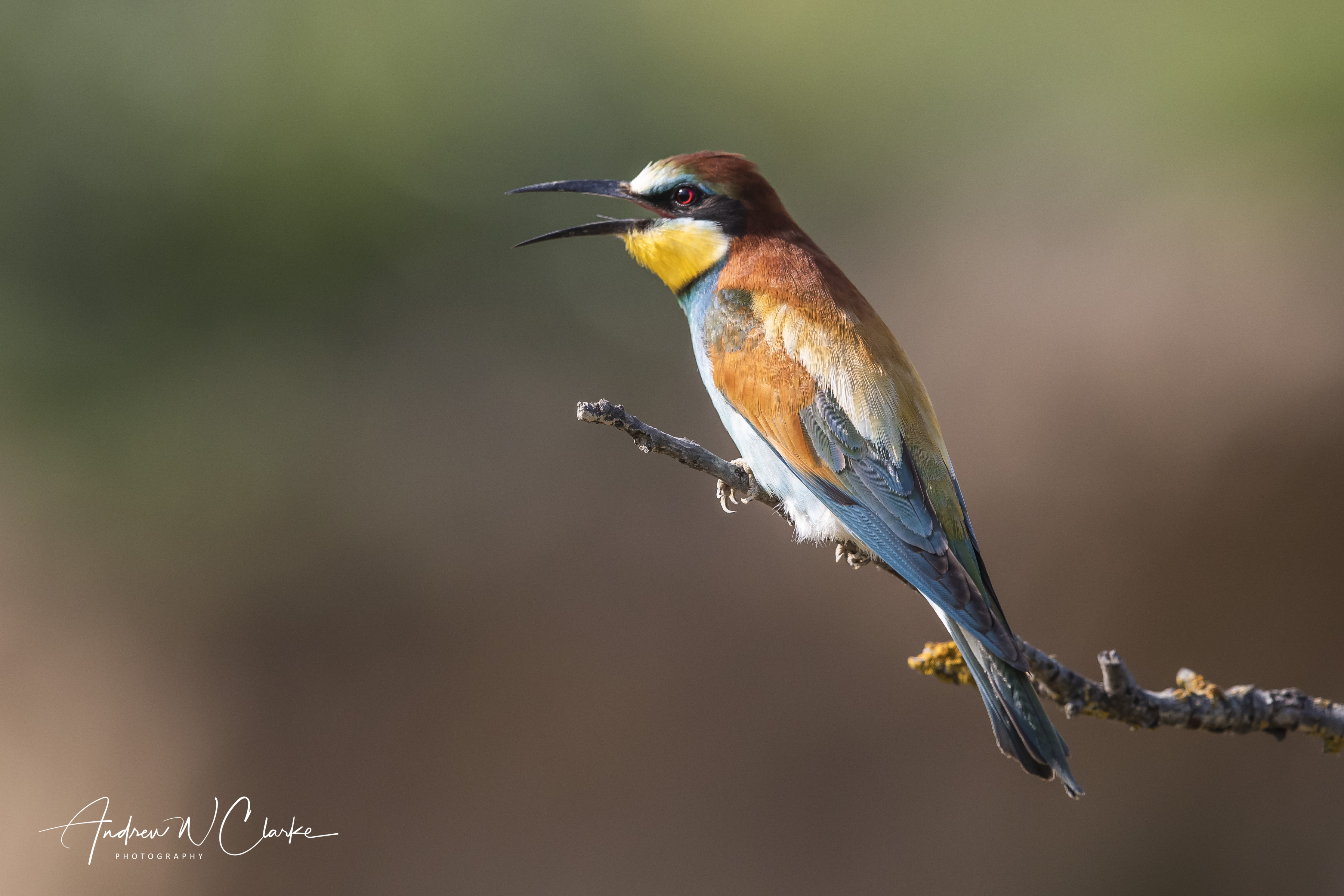 European Bee-eater