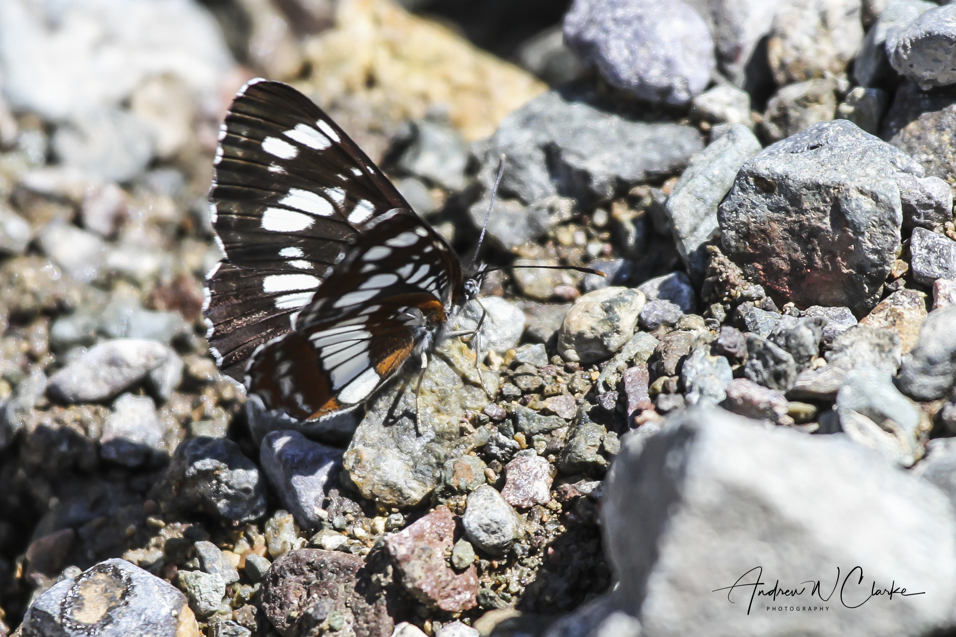 White Admiral