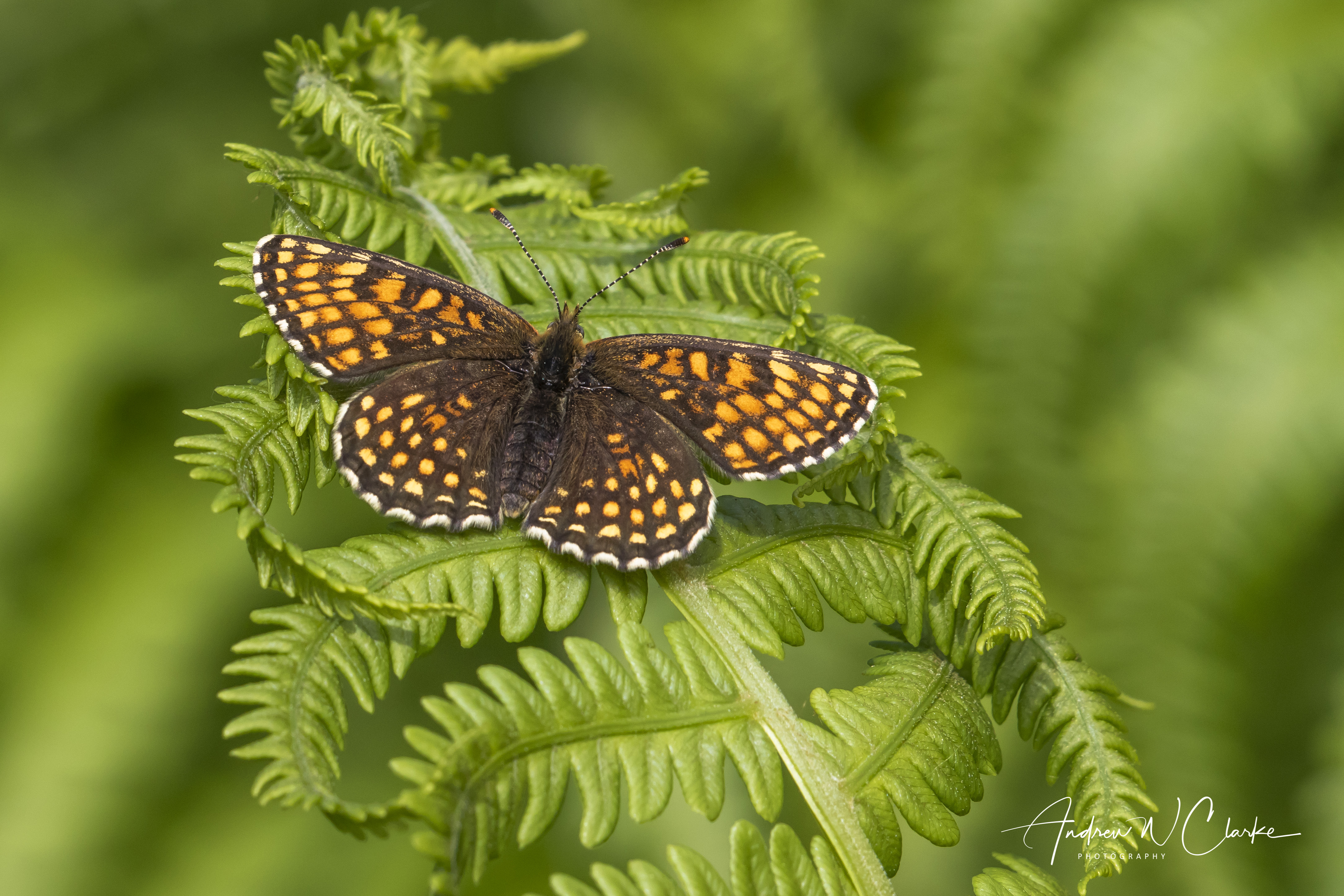 False Heath Fritillary