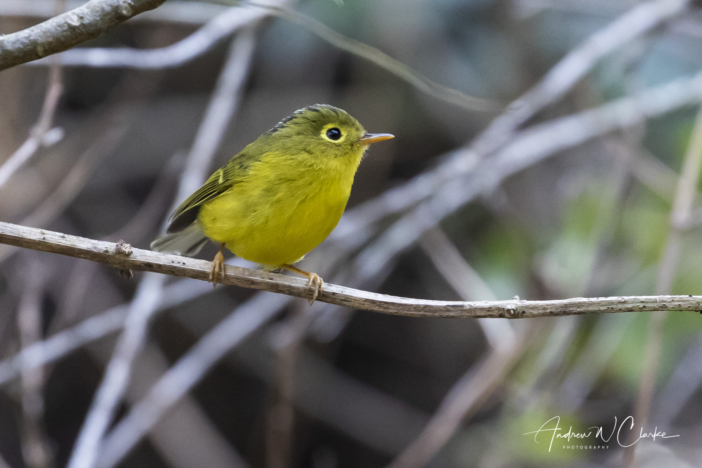 Whistler's Warbler