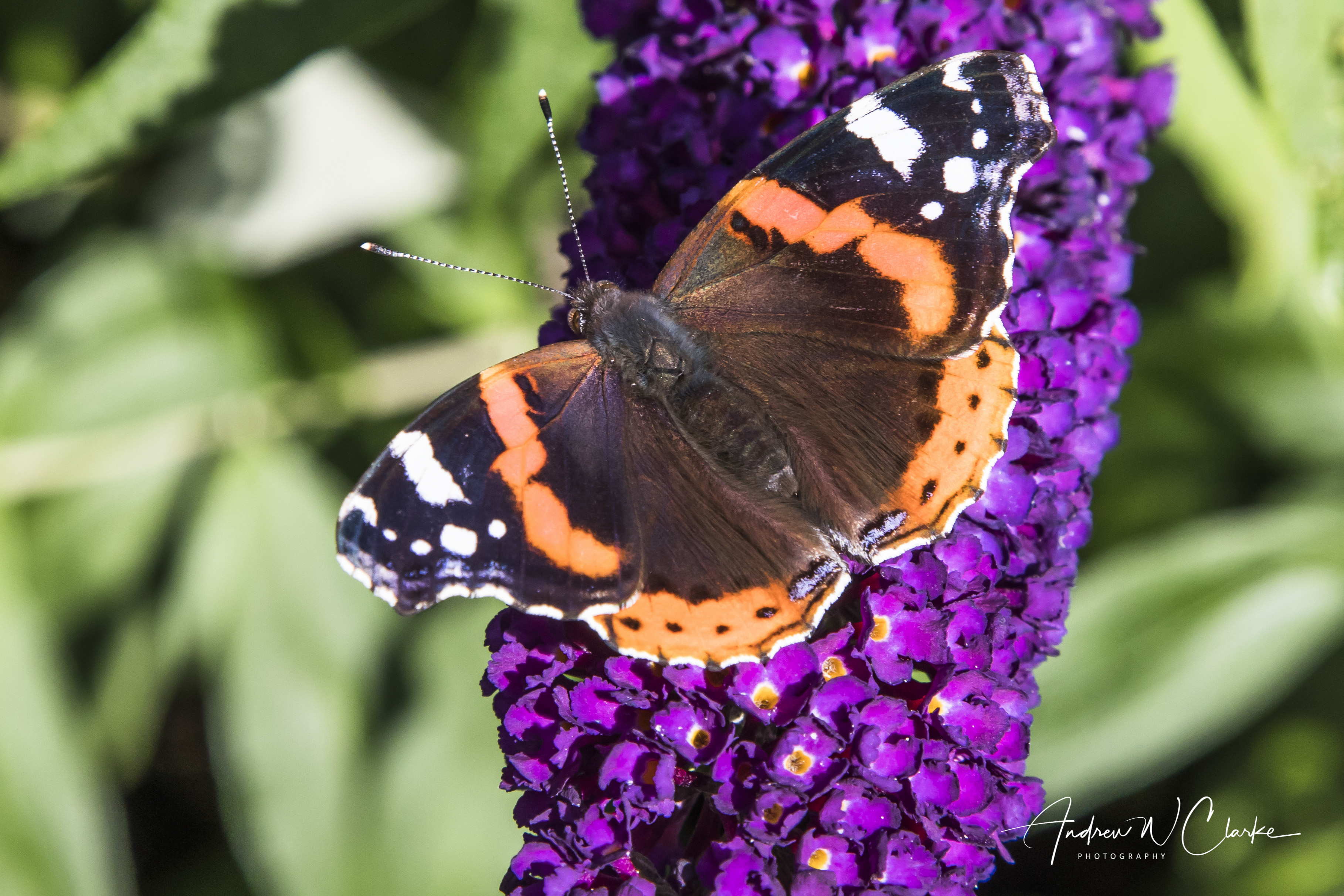 Red Admiral