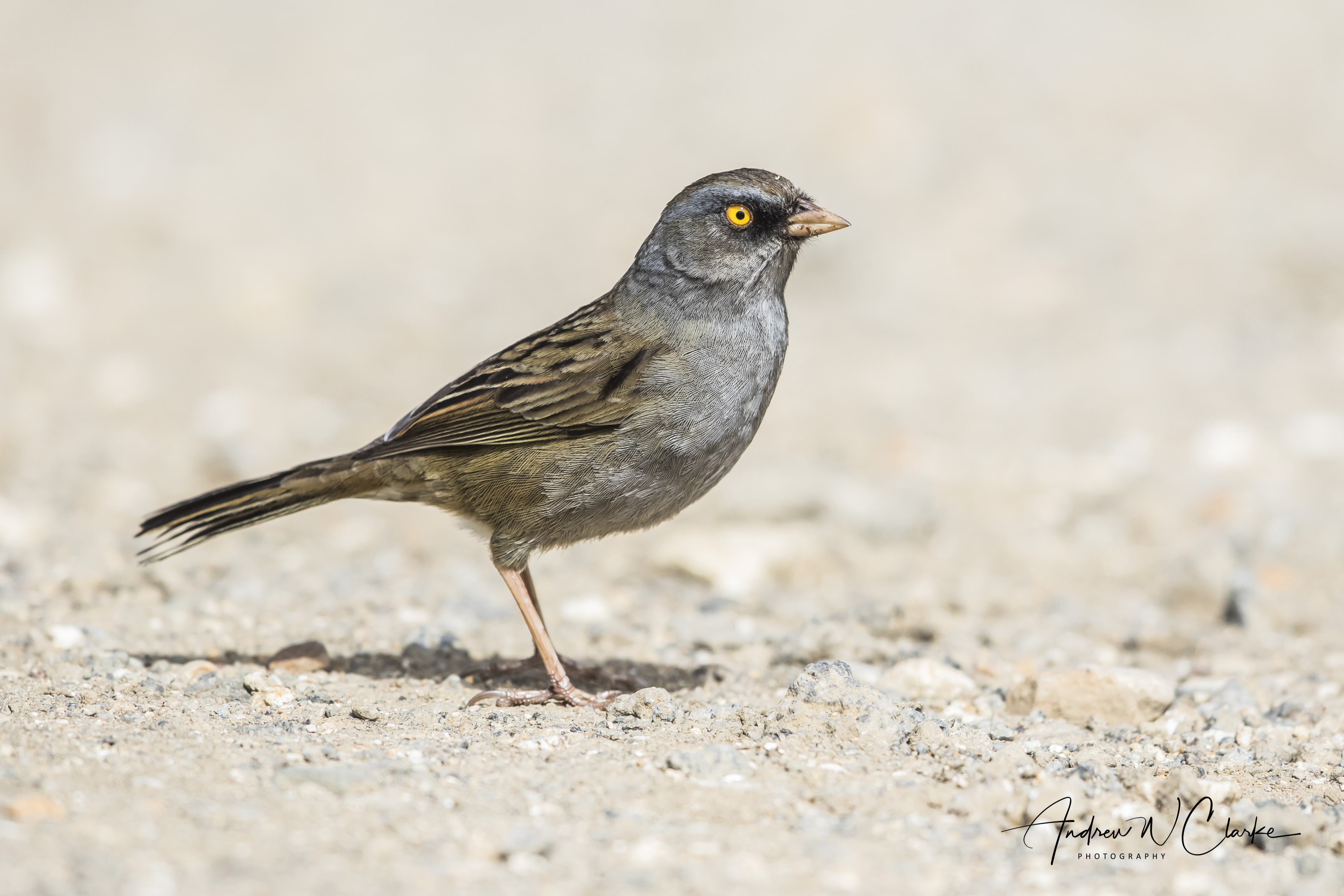 Volcano Junco