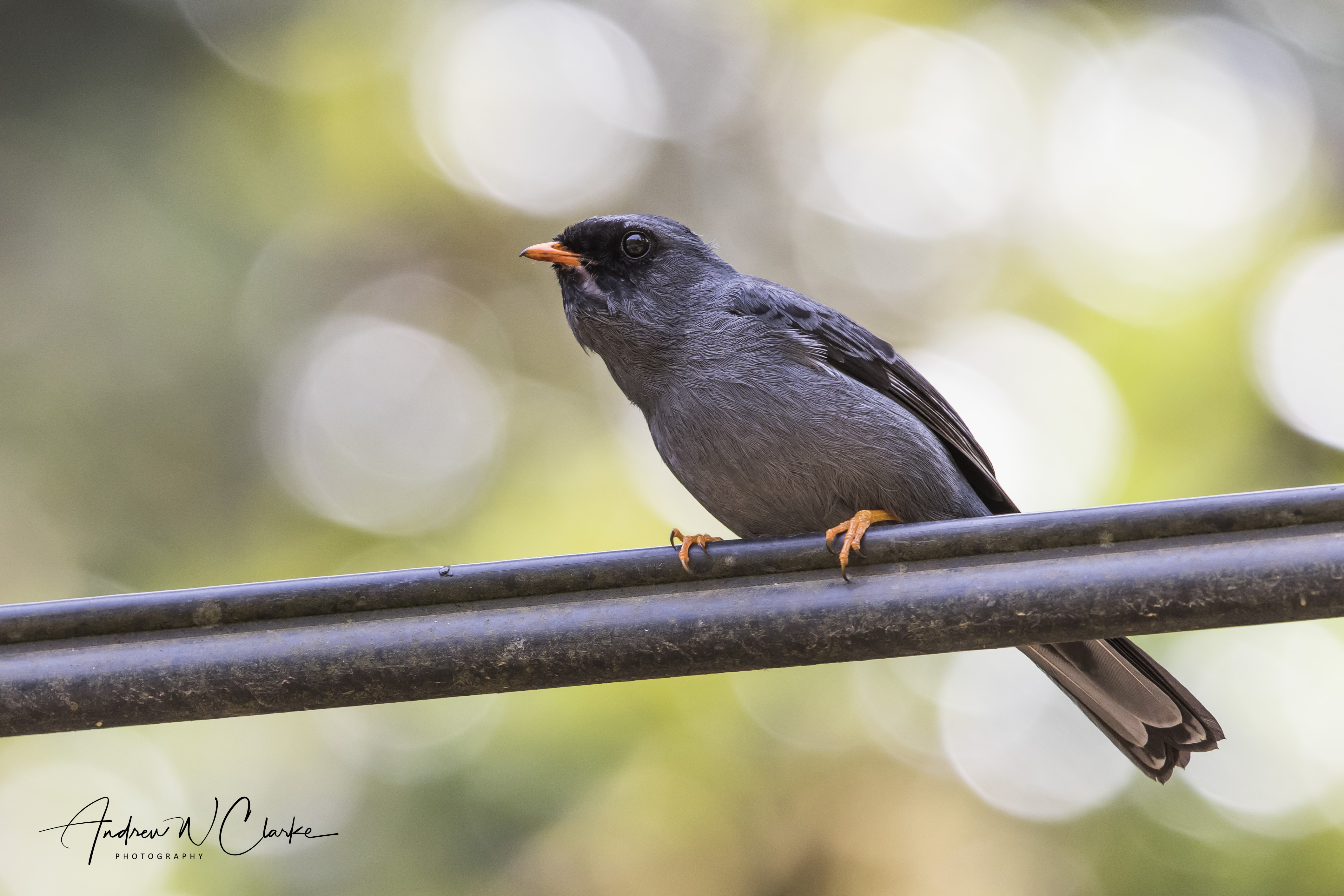 Black-faced Solitaire