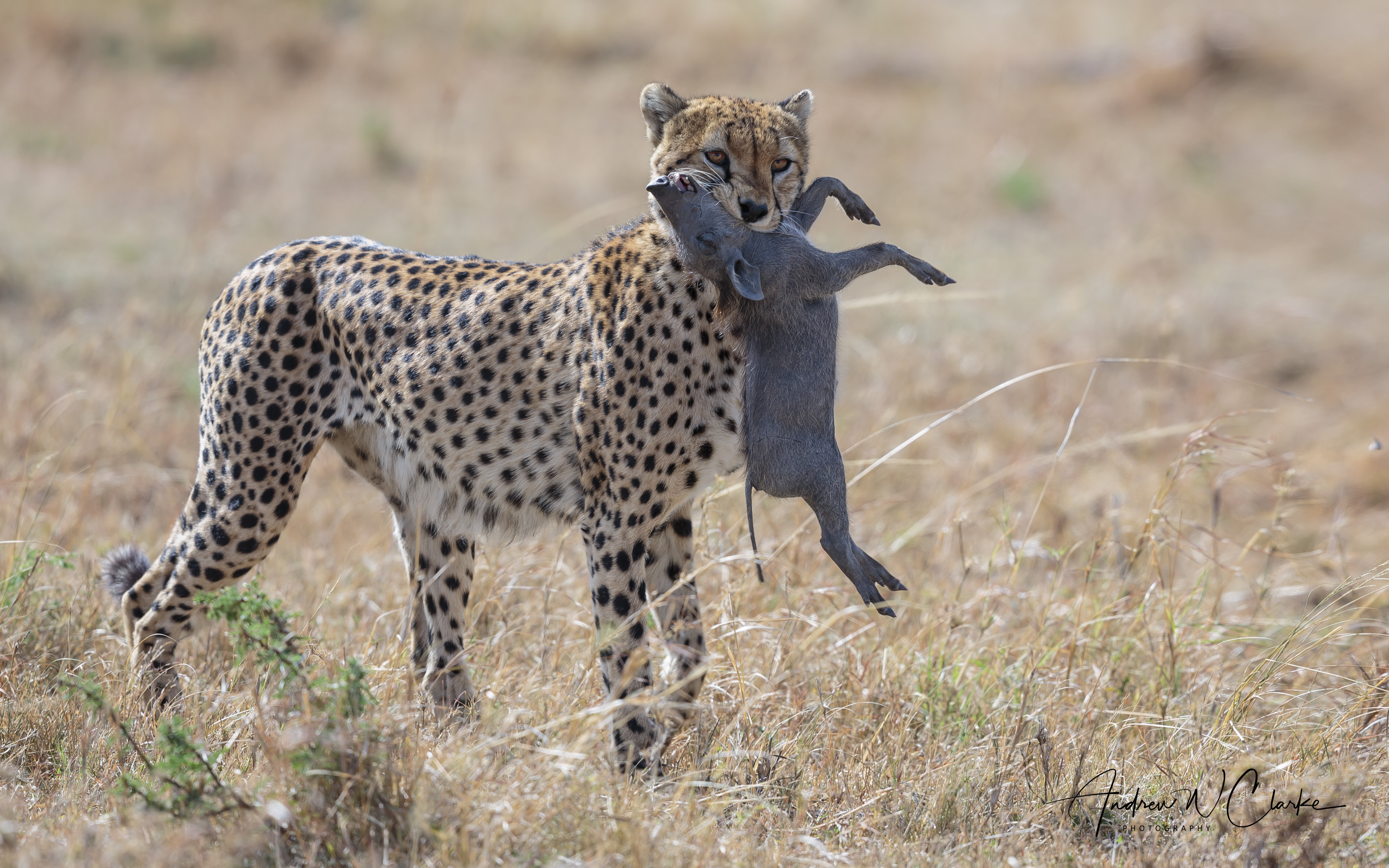 Cheetah