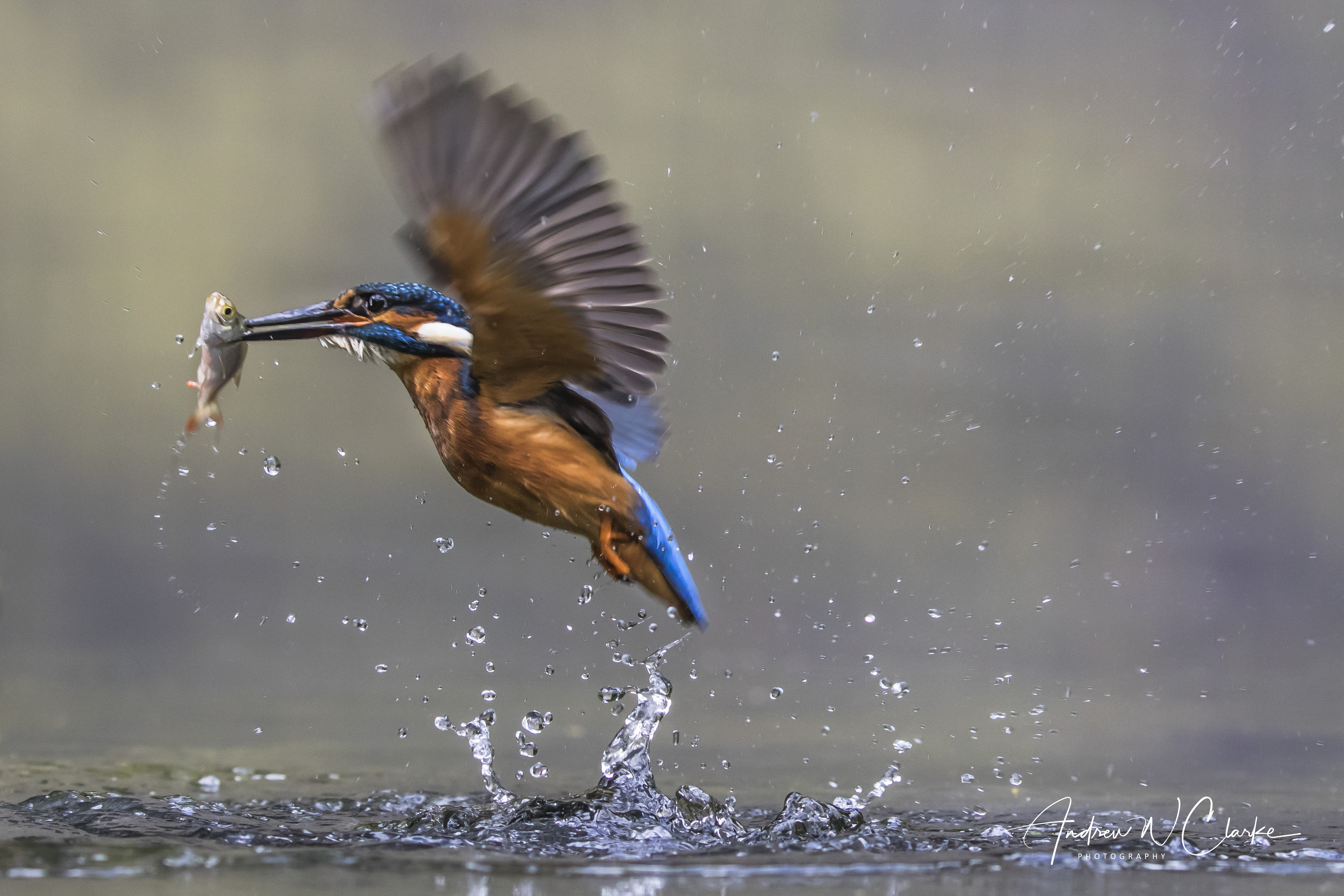 Common Kingfisher