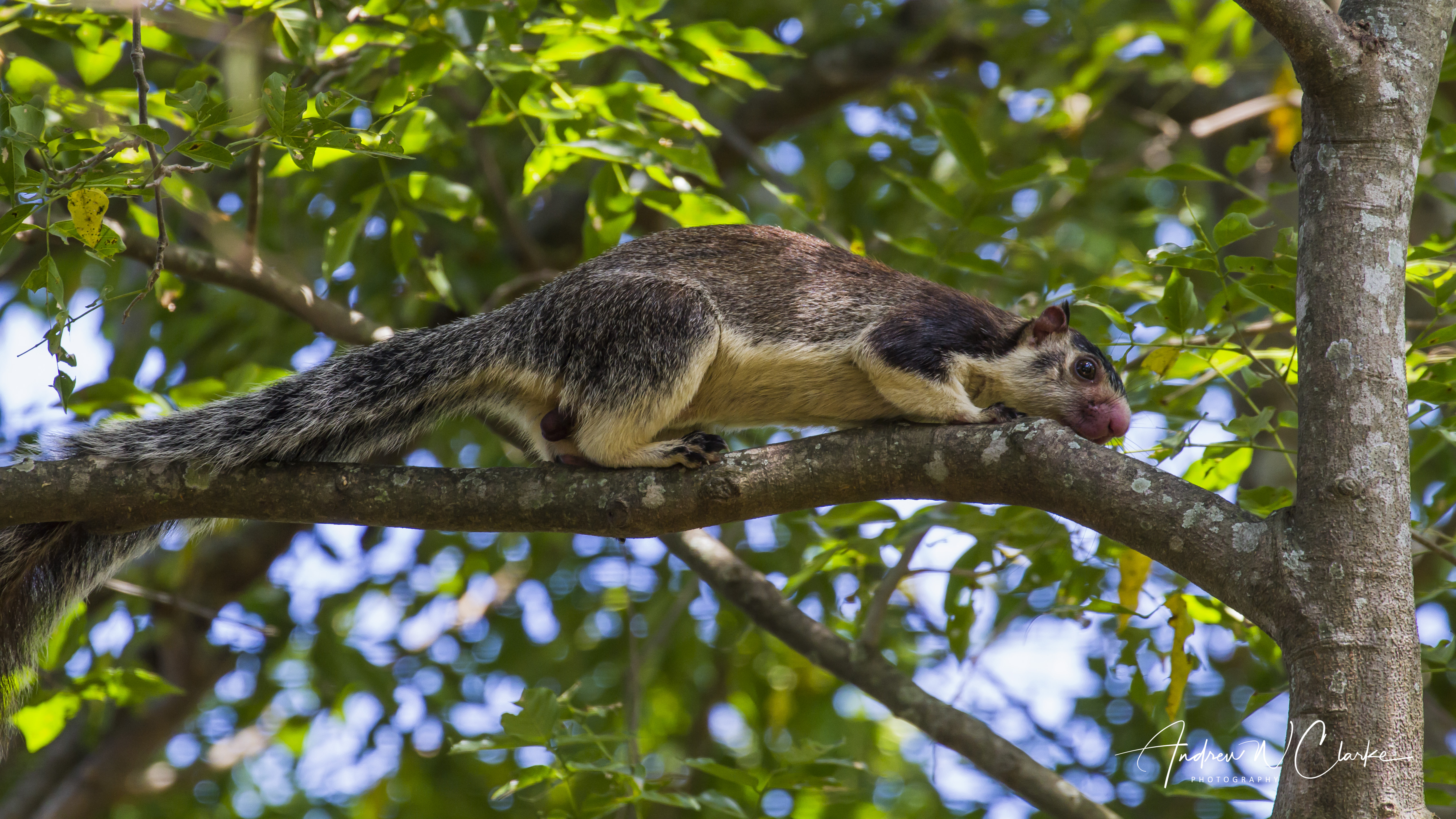 Giant Squirrel