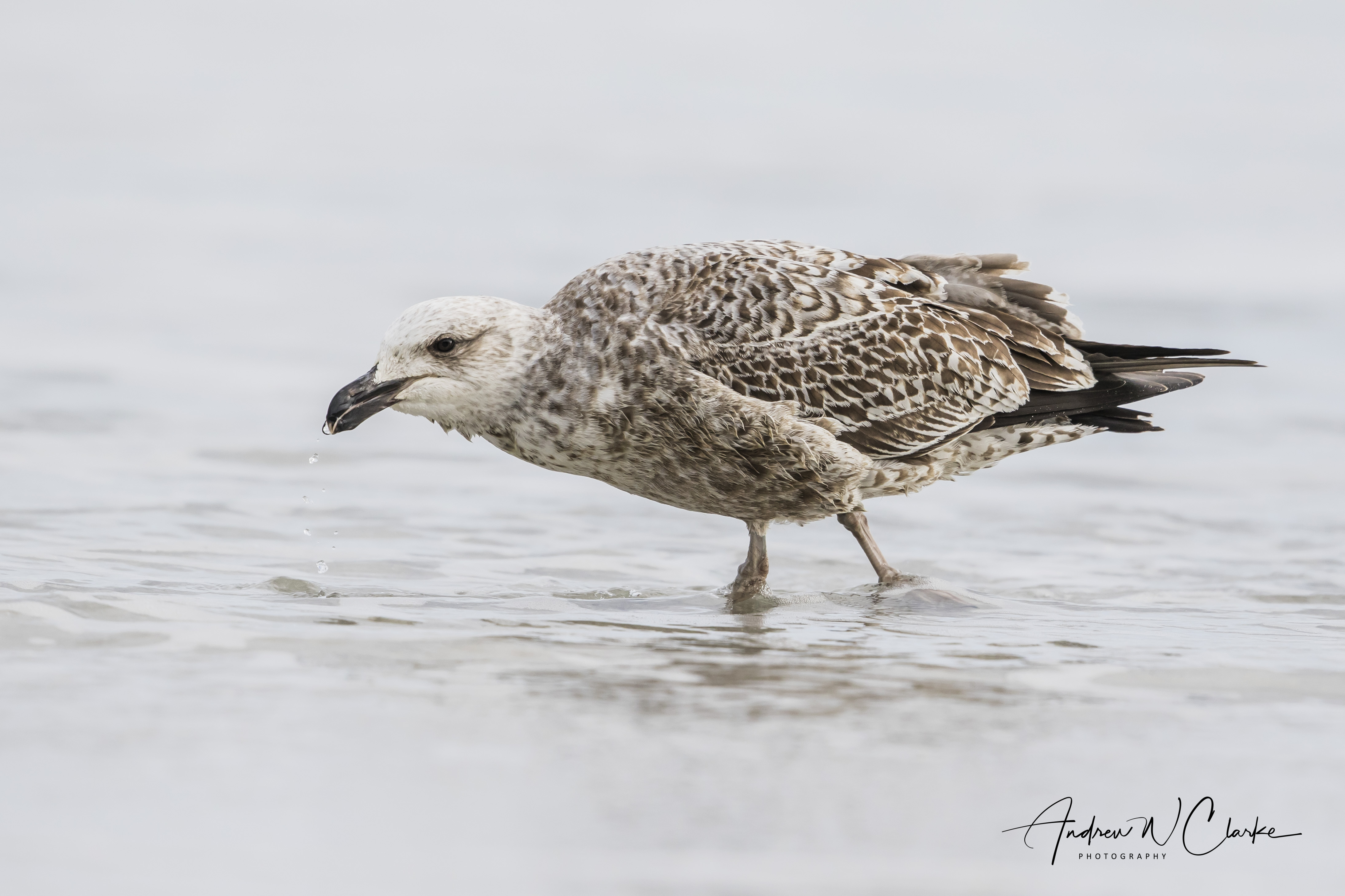 Kelp Gull