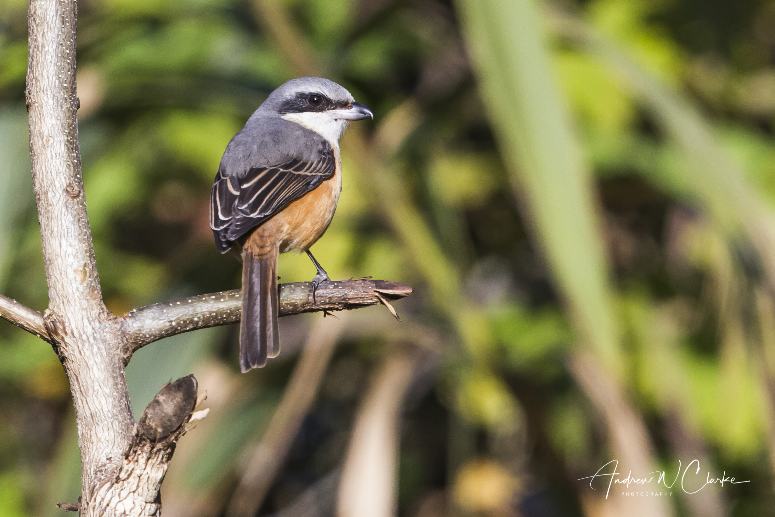 Gray-backed Shrike