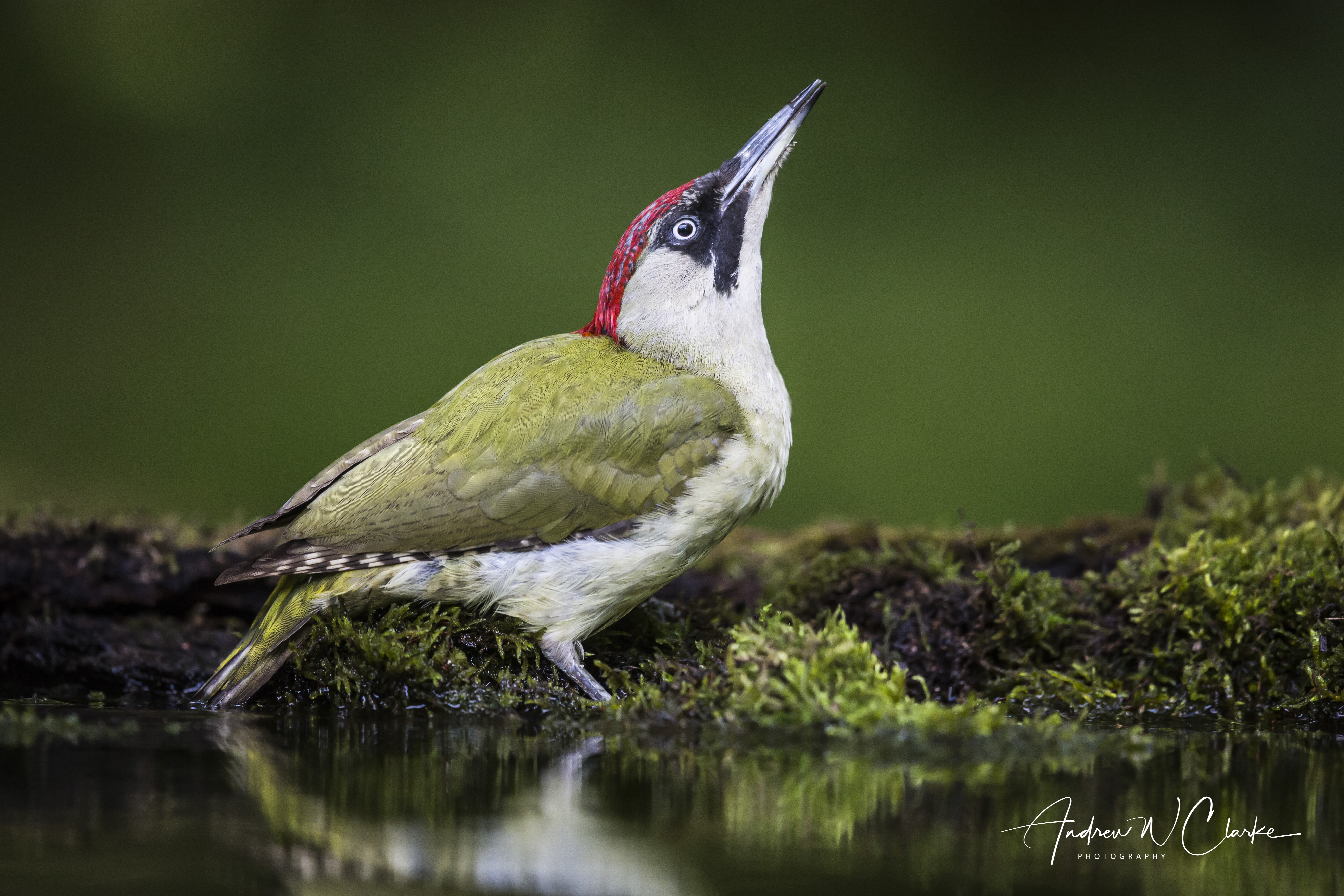 Eurasian Green Woodpecker
