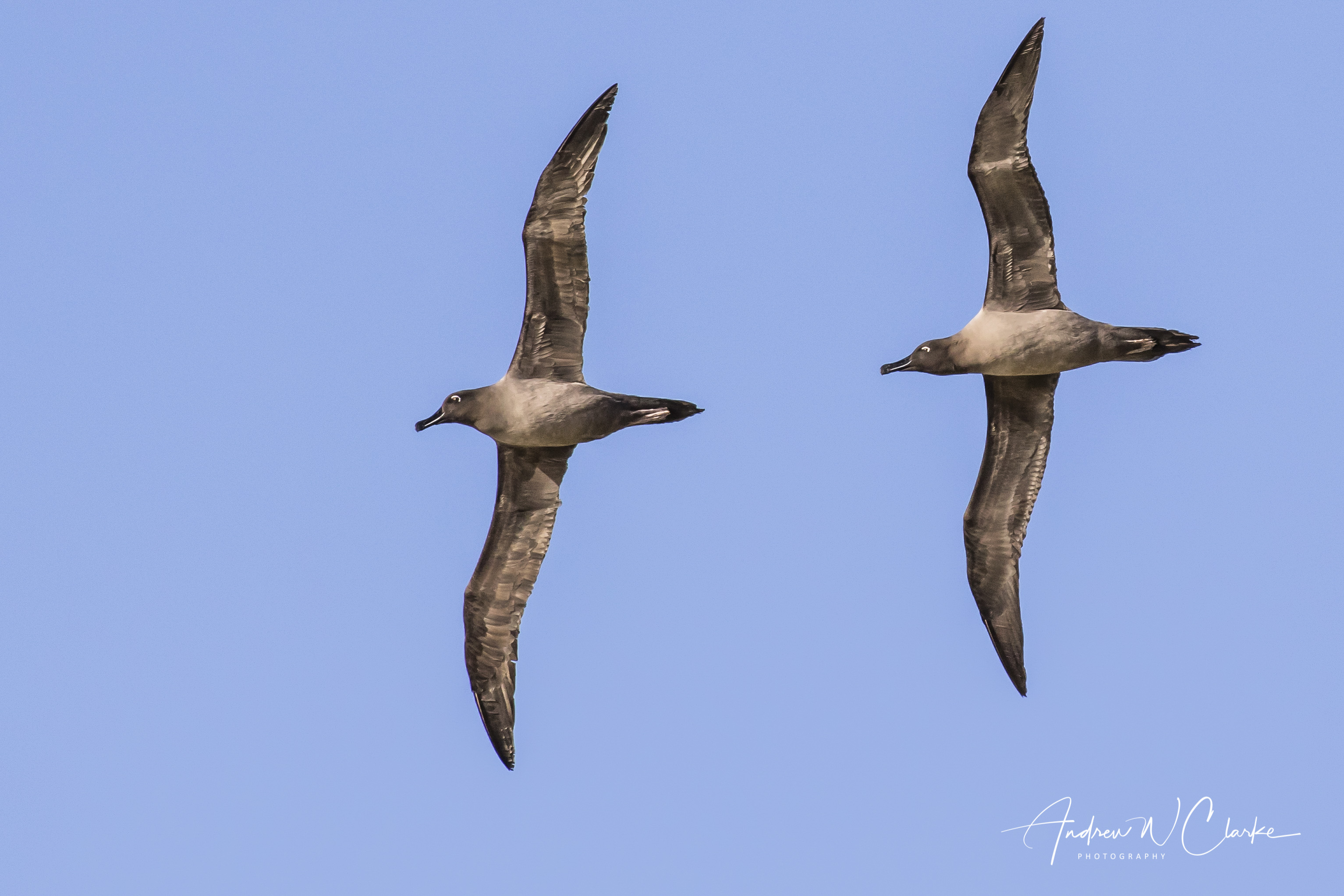 Light-mantled Albatross