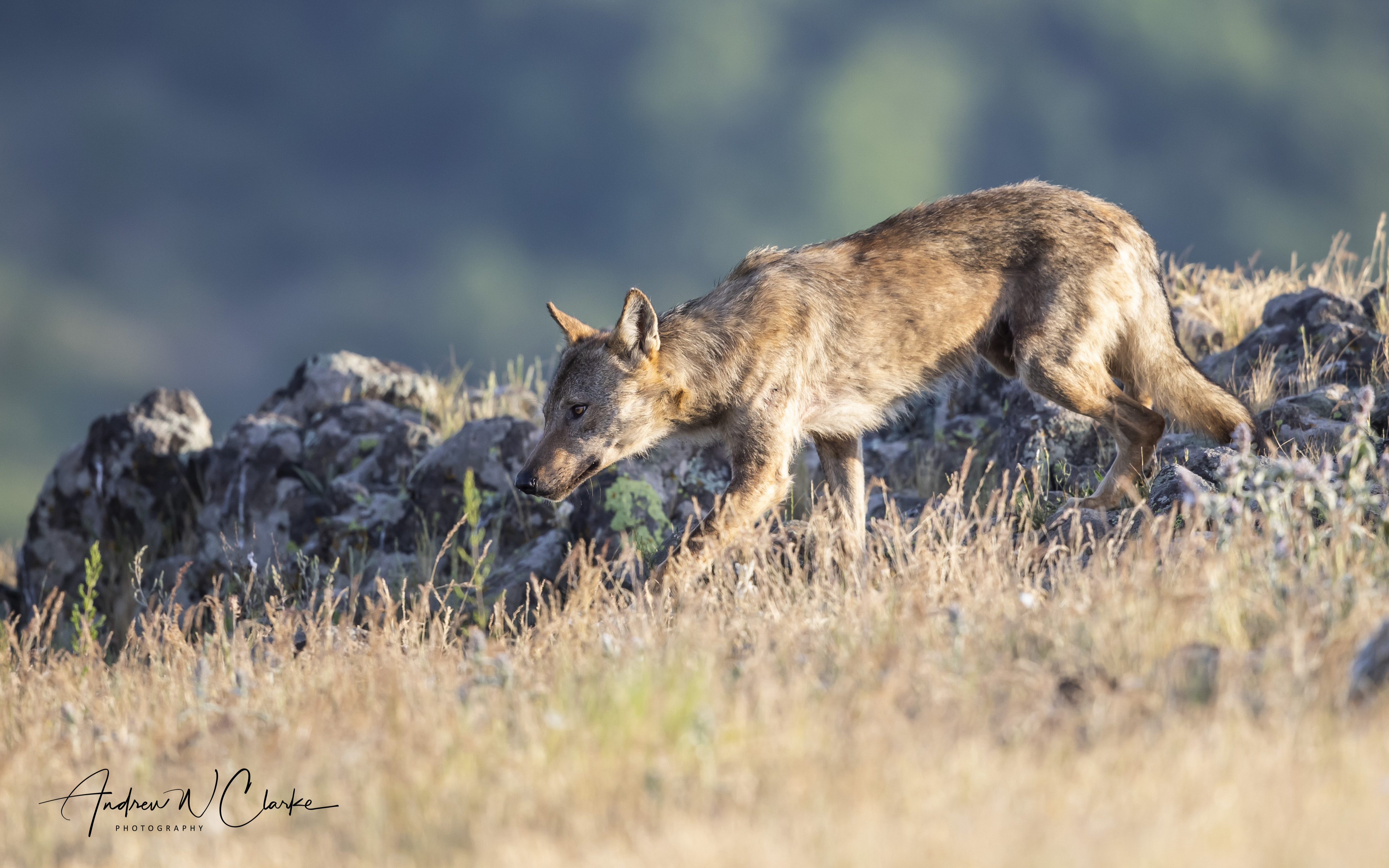 Gray Wolf