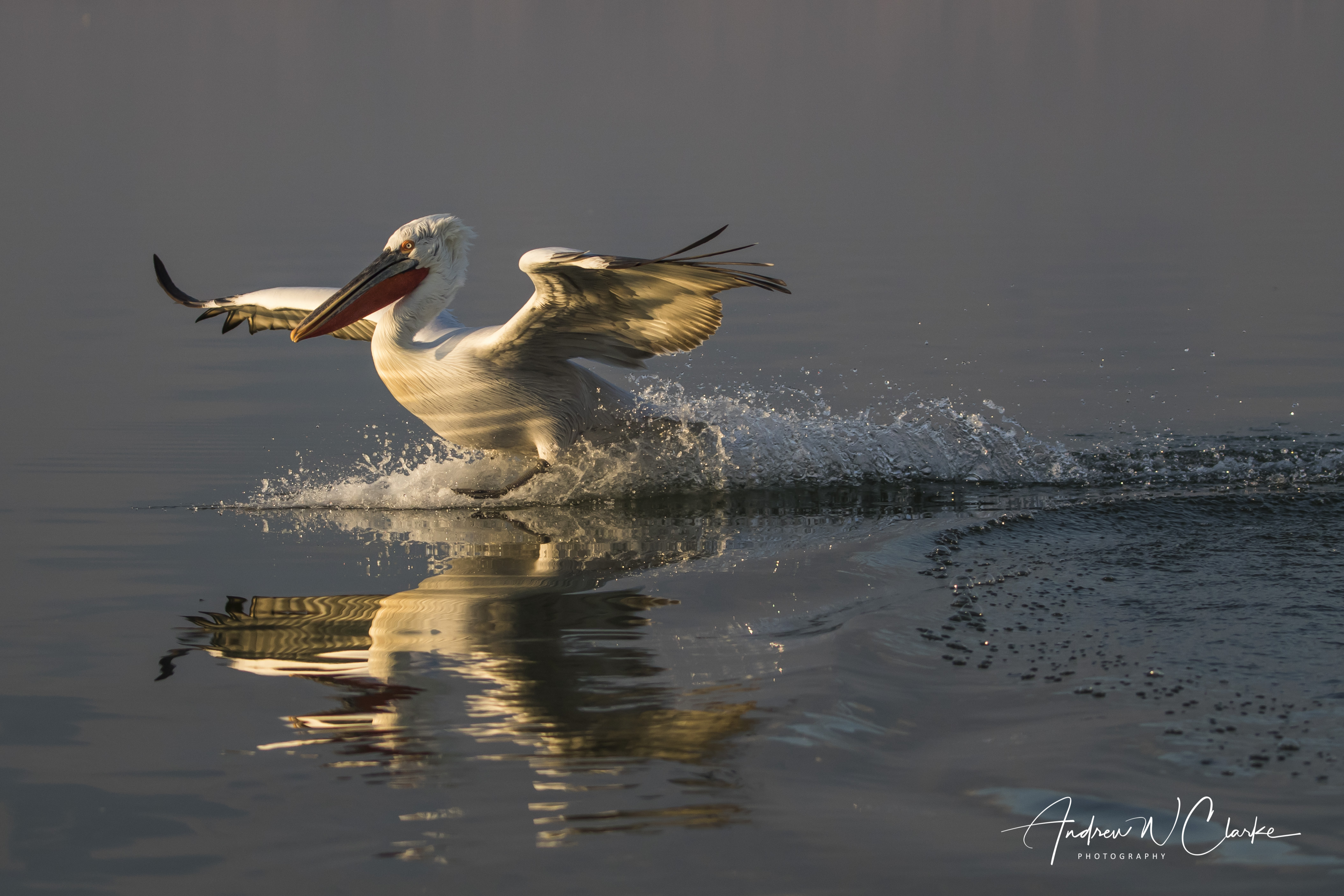 Dalmatian Pelican