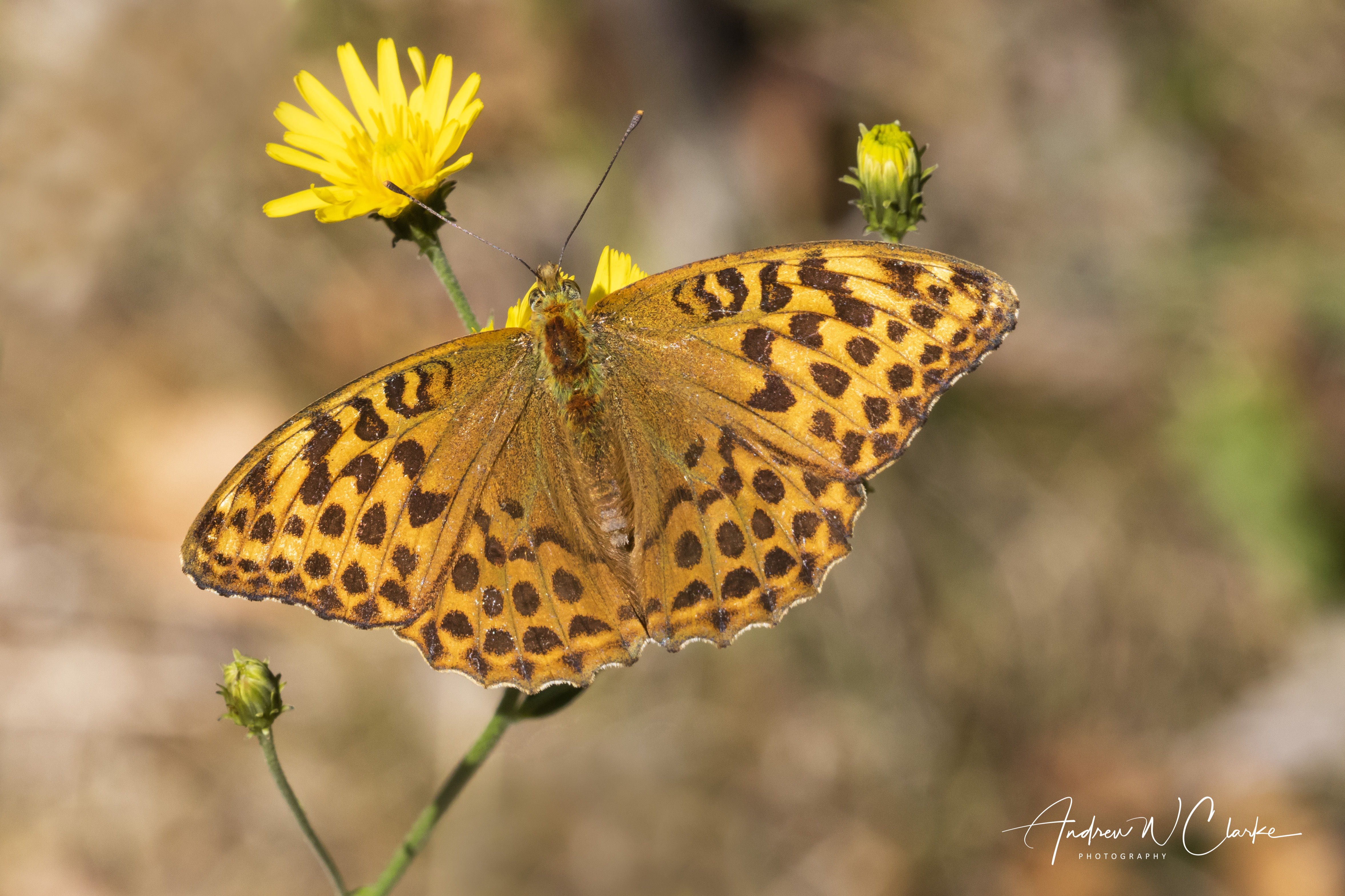 Silver-washed Fritillary