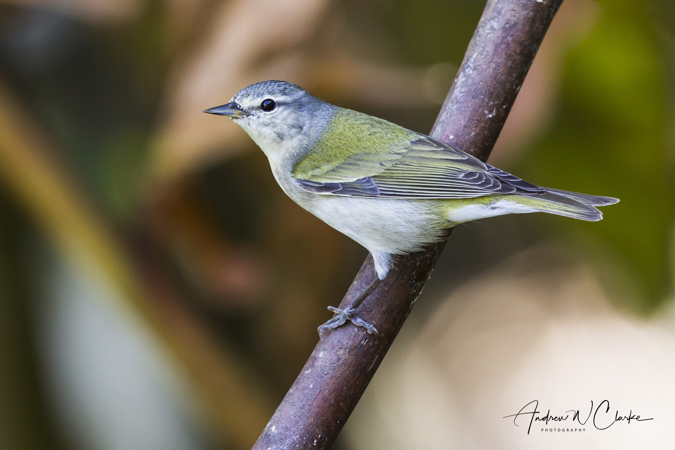 Tennessee Warbler