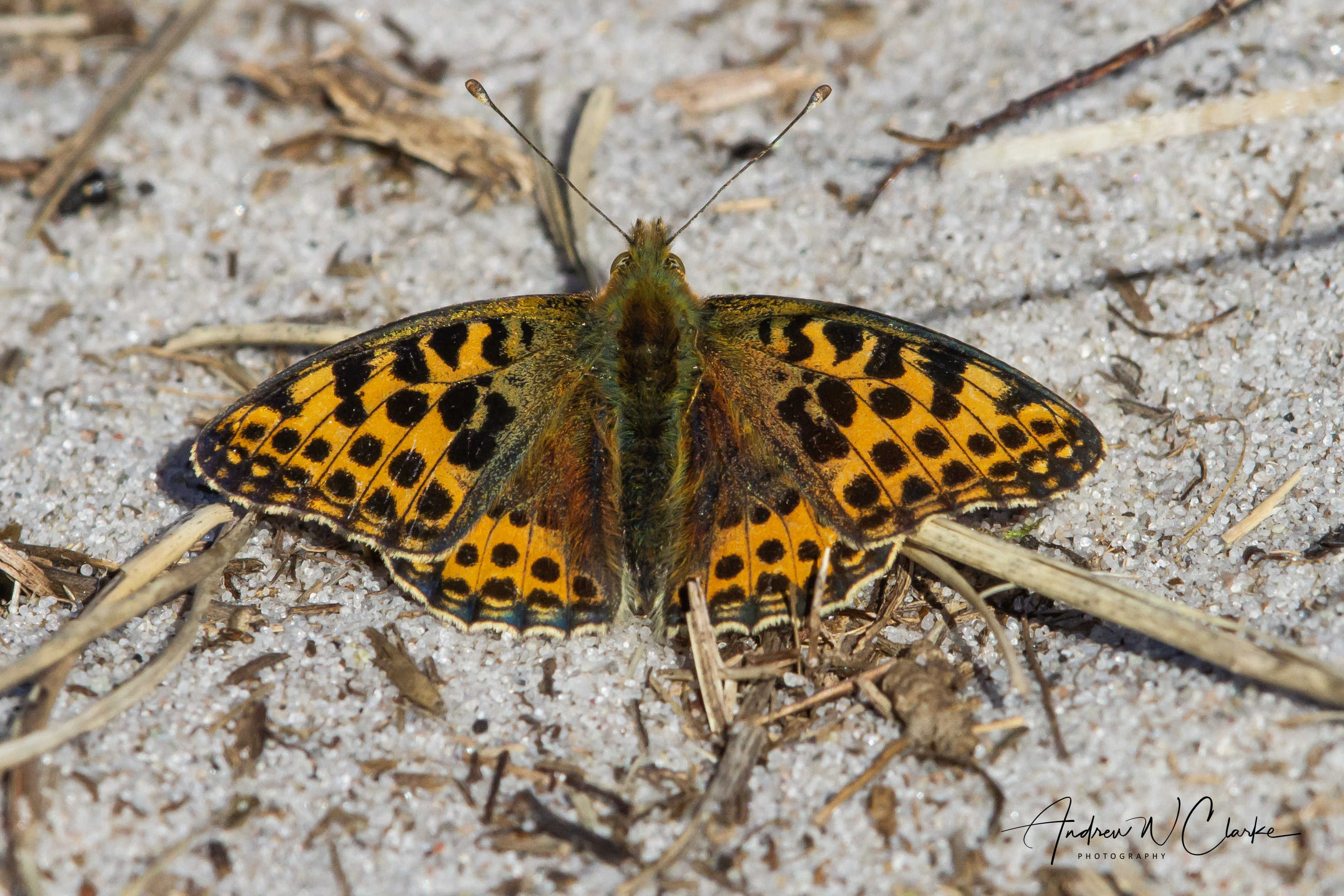Queen of Spain Fritillary