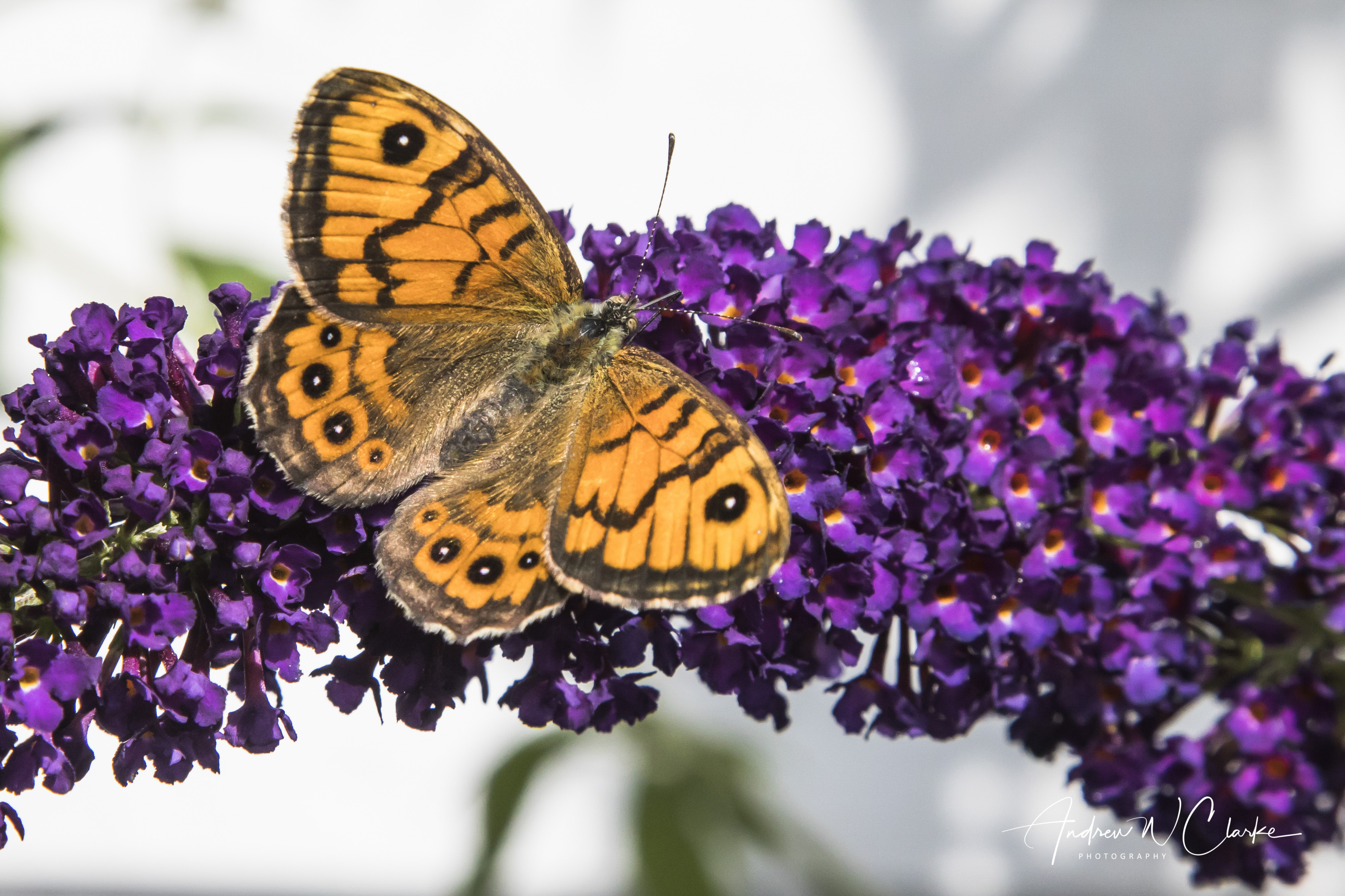Wall Brown