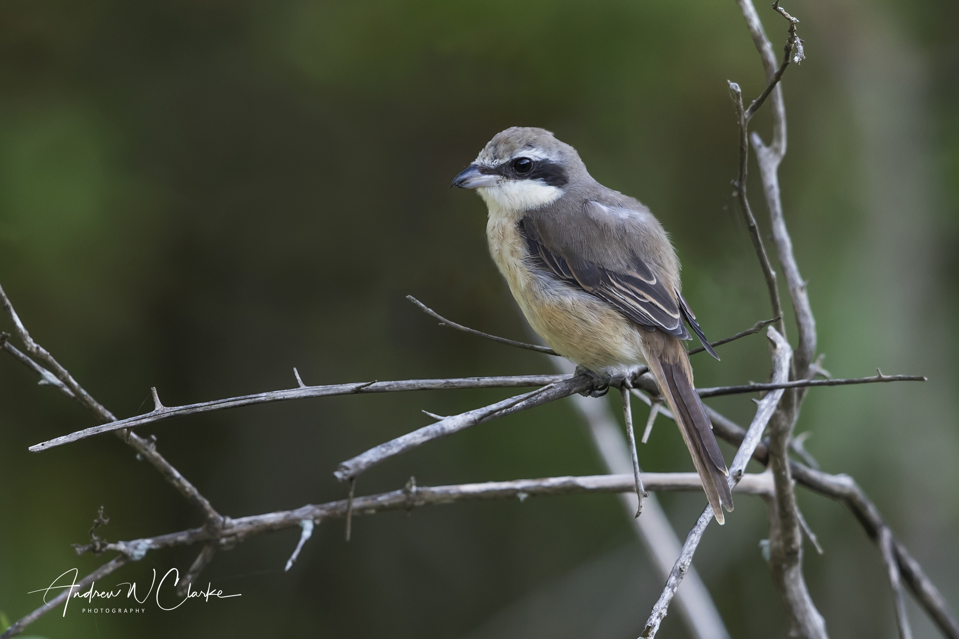 Brown Shrike
