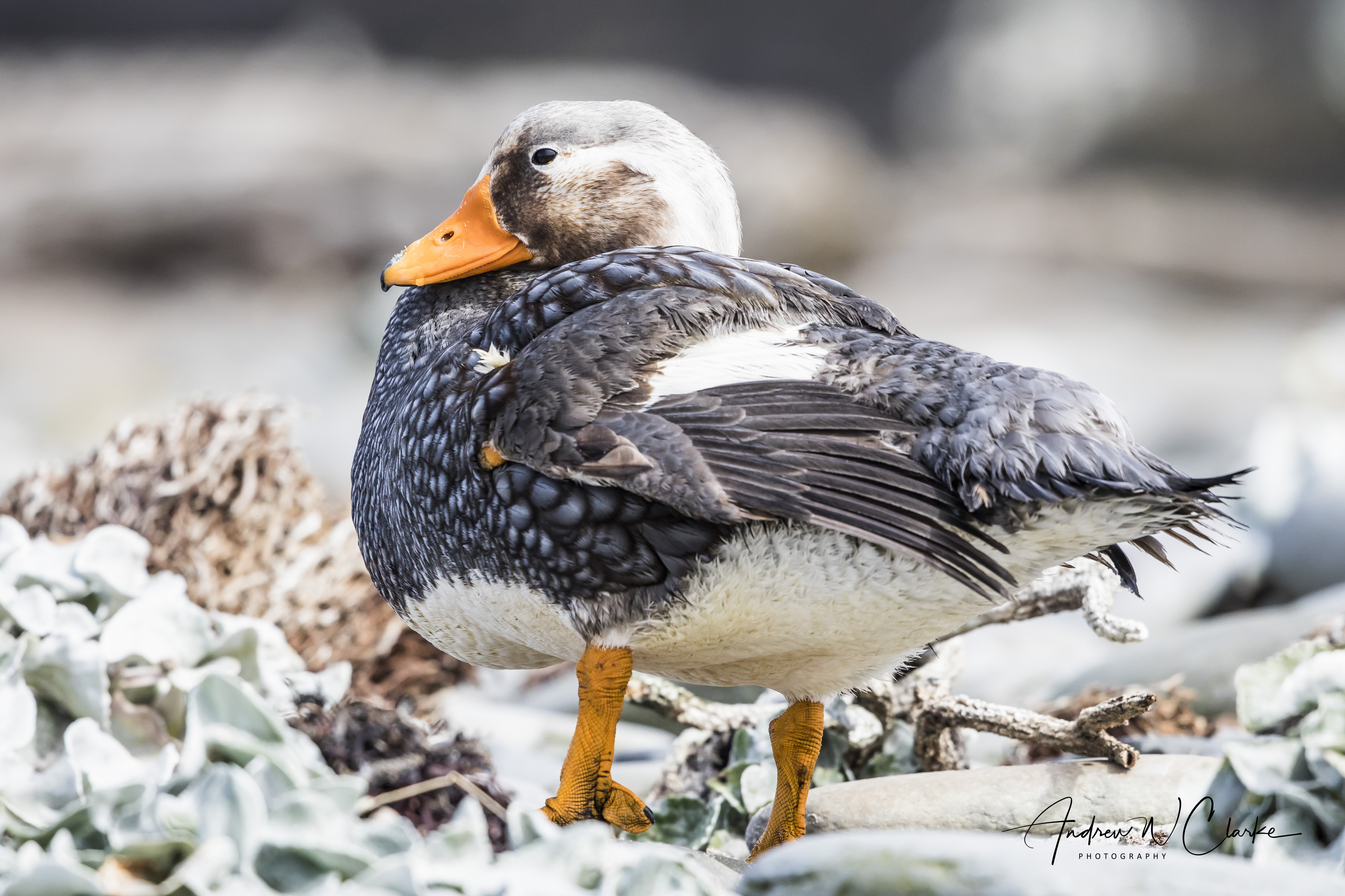 Falkland Steamer-Duck