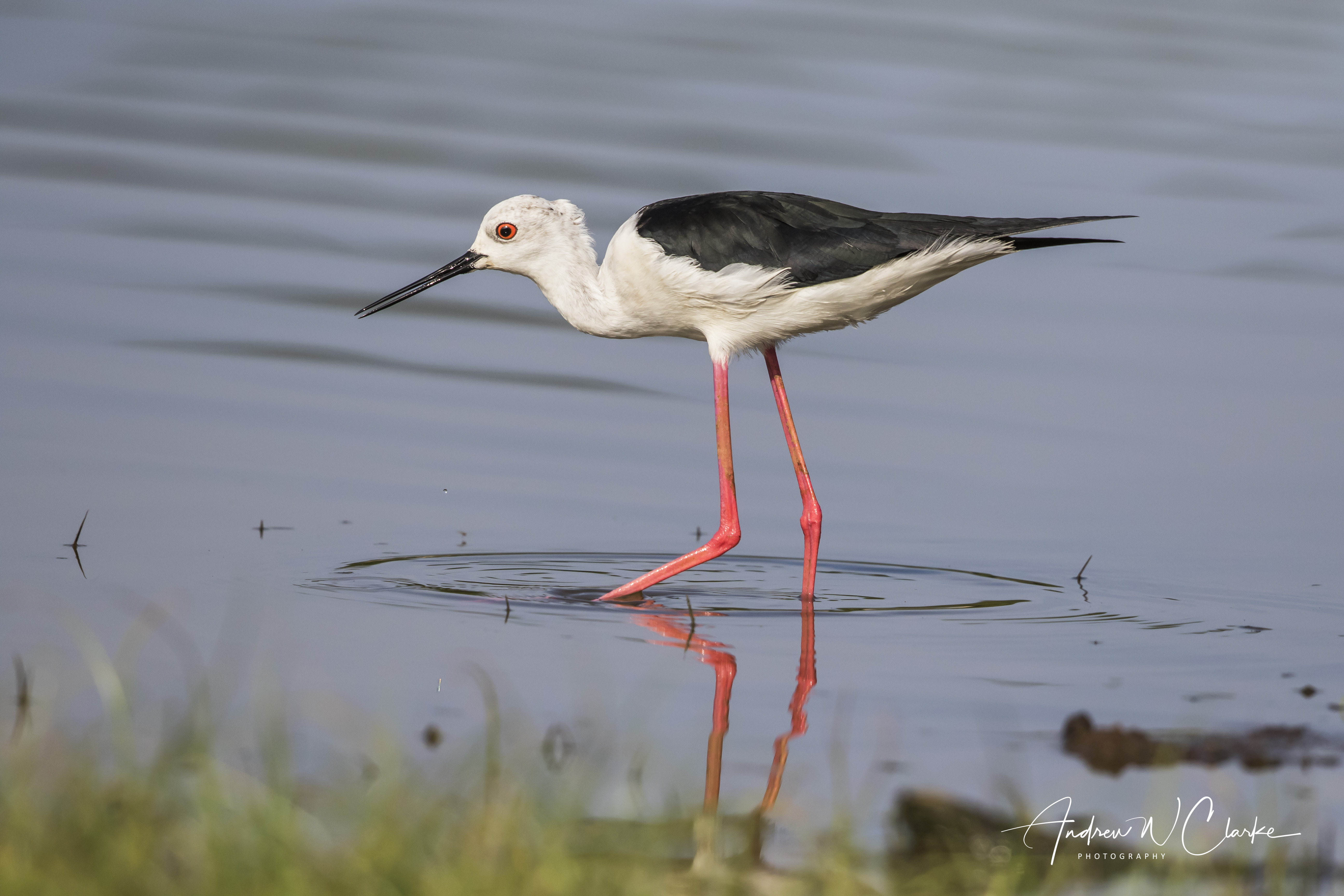 Black-winged Stilt