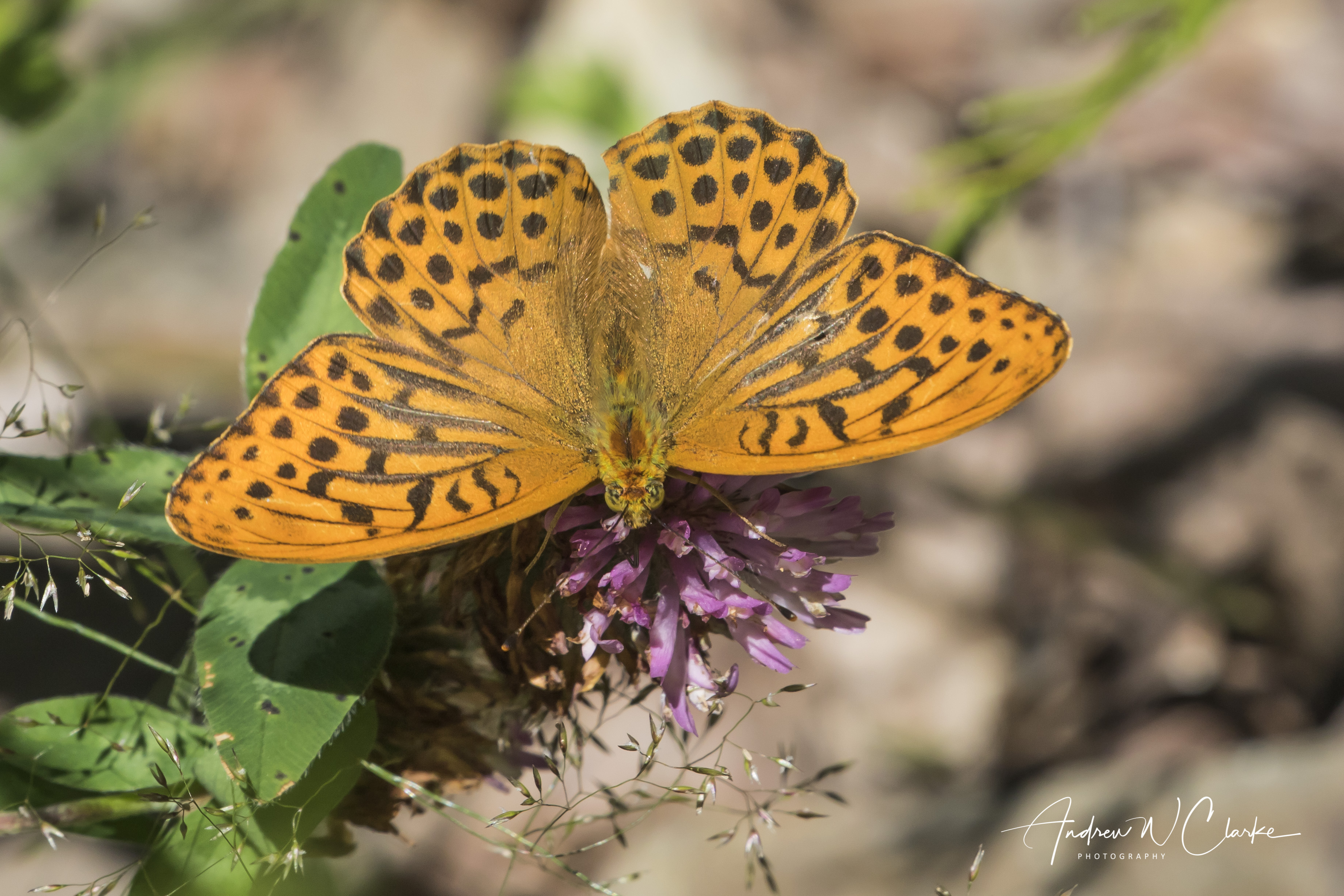Silver Washed Fritillary