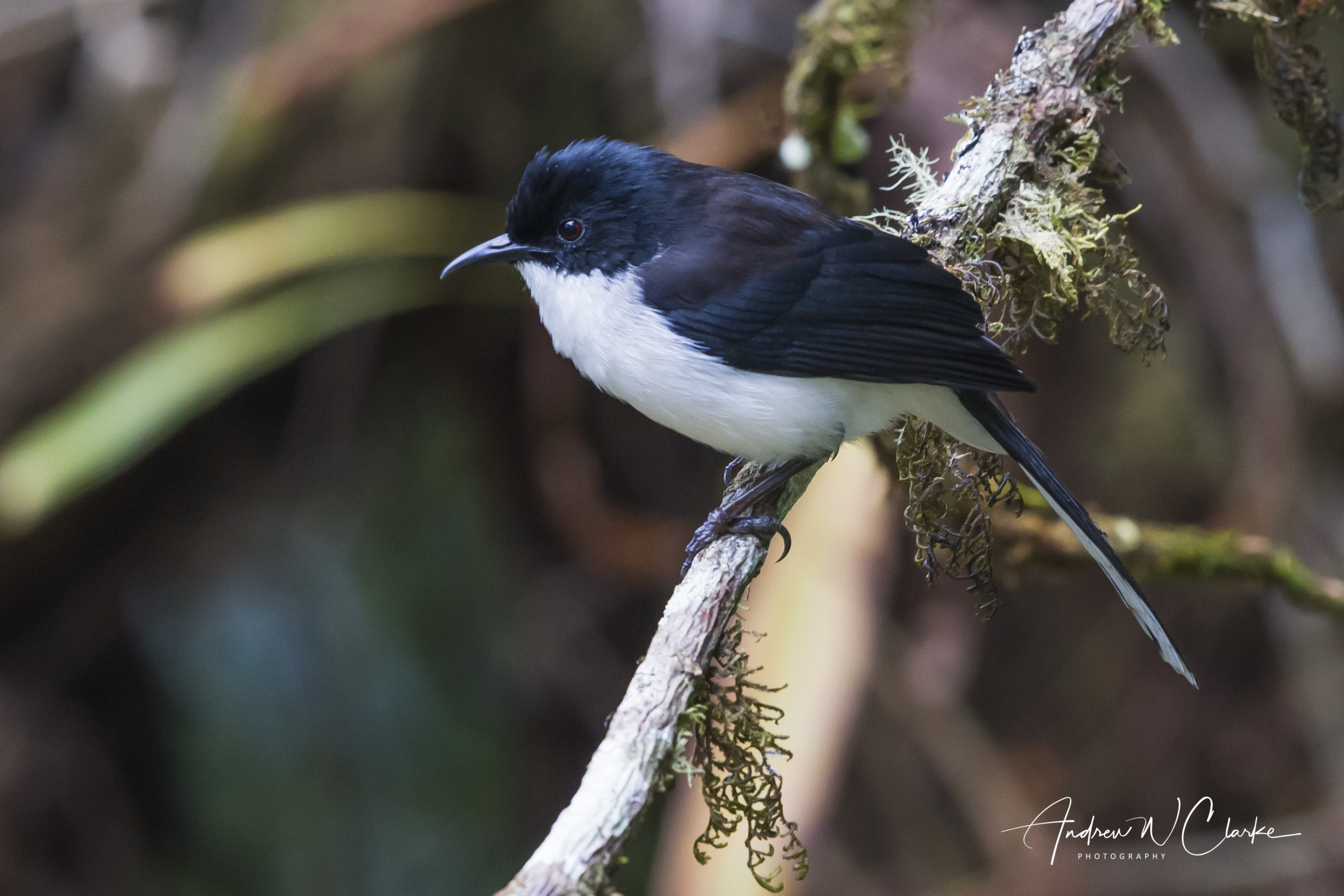 Black-backed Sibia