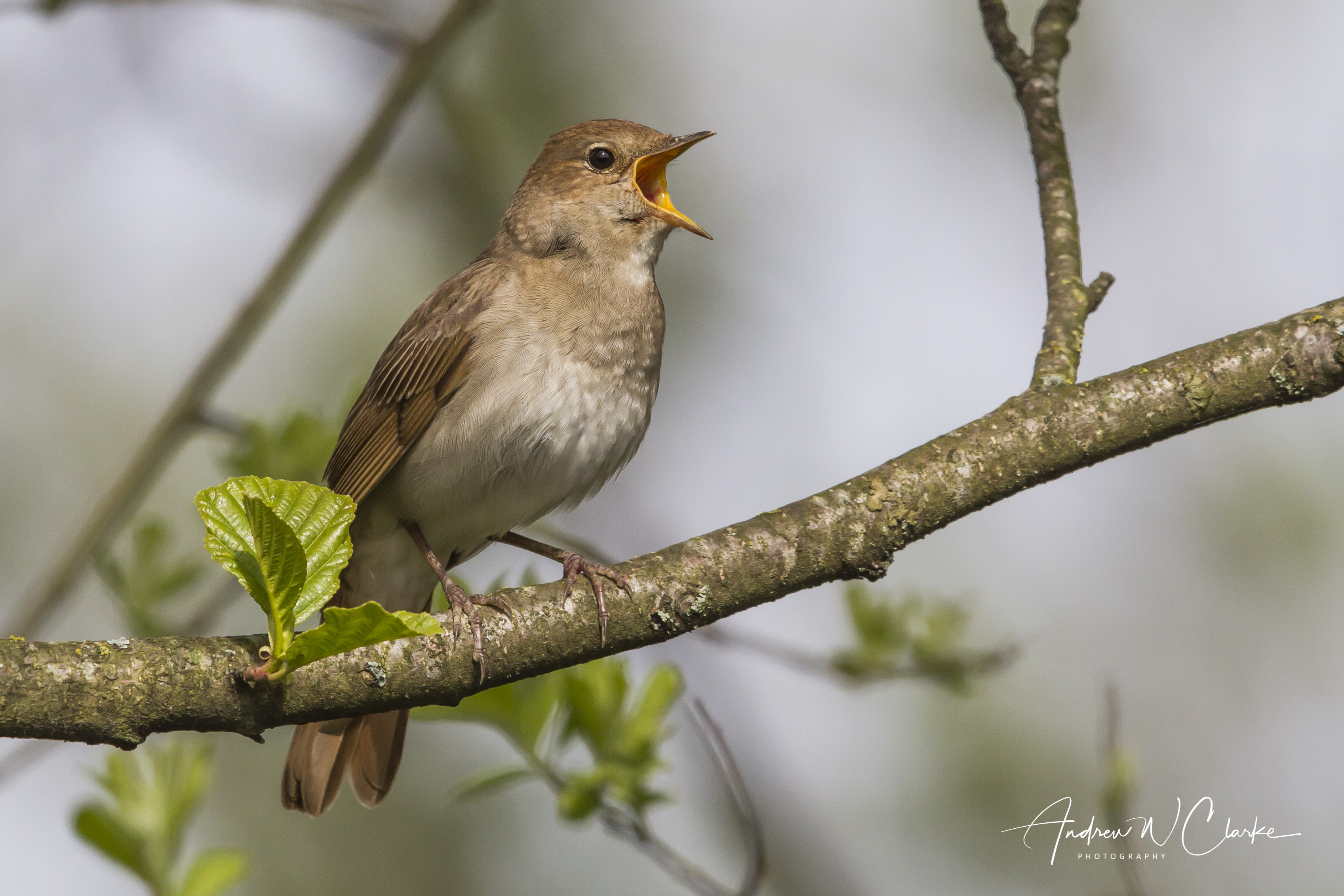 Thrush Nightingale / Nattergal