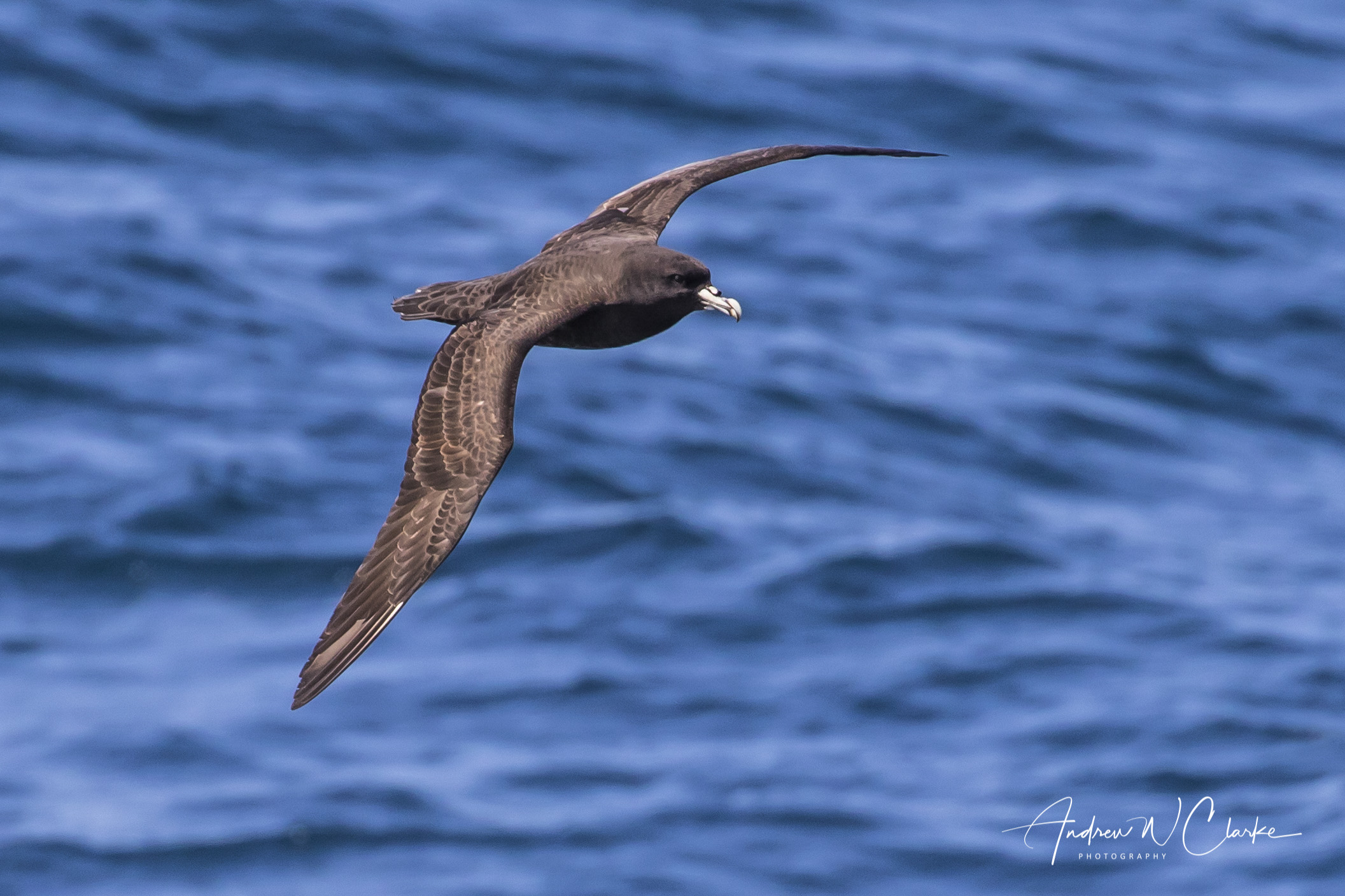 White-chinned Petrel