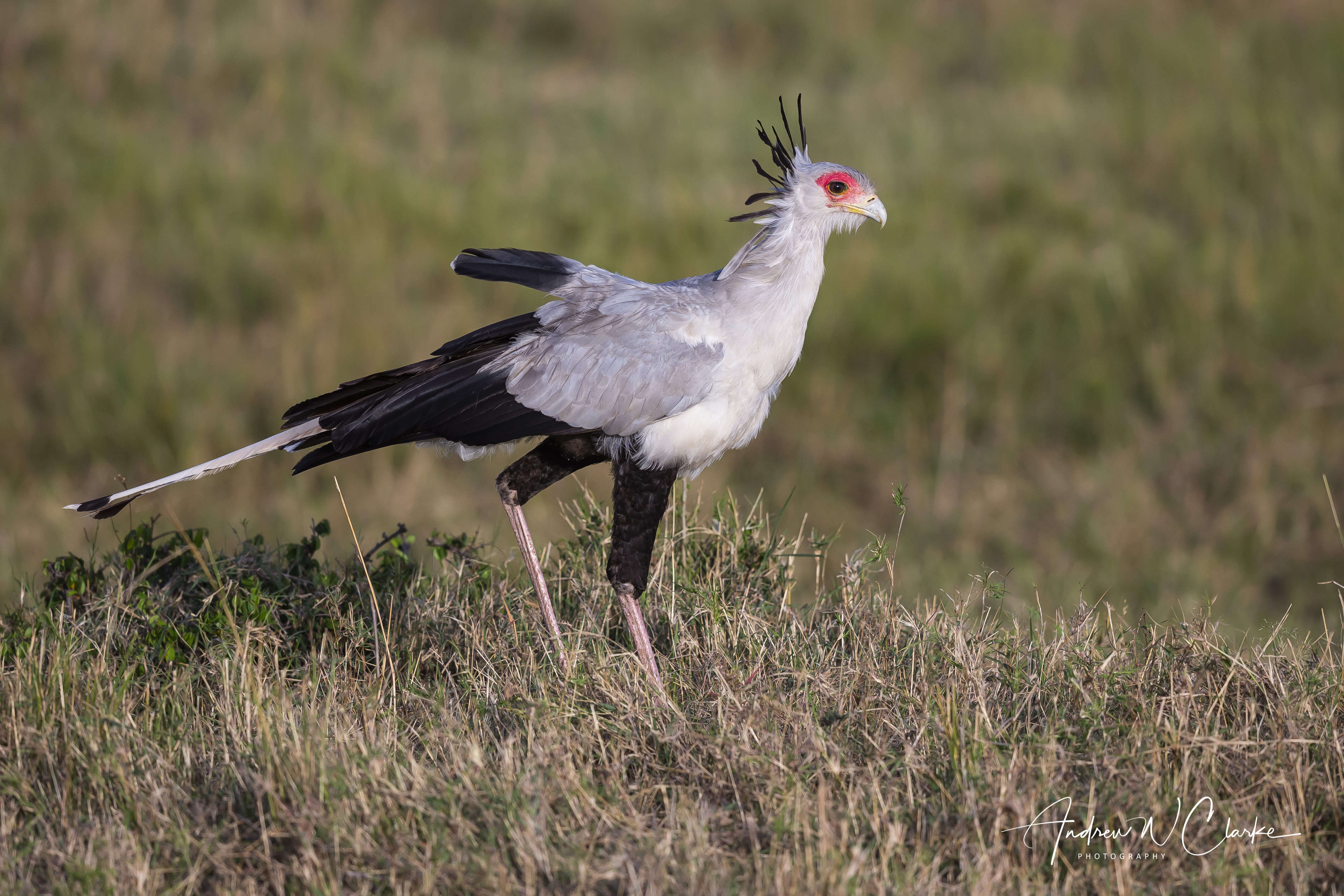 Secretarybird