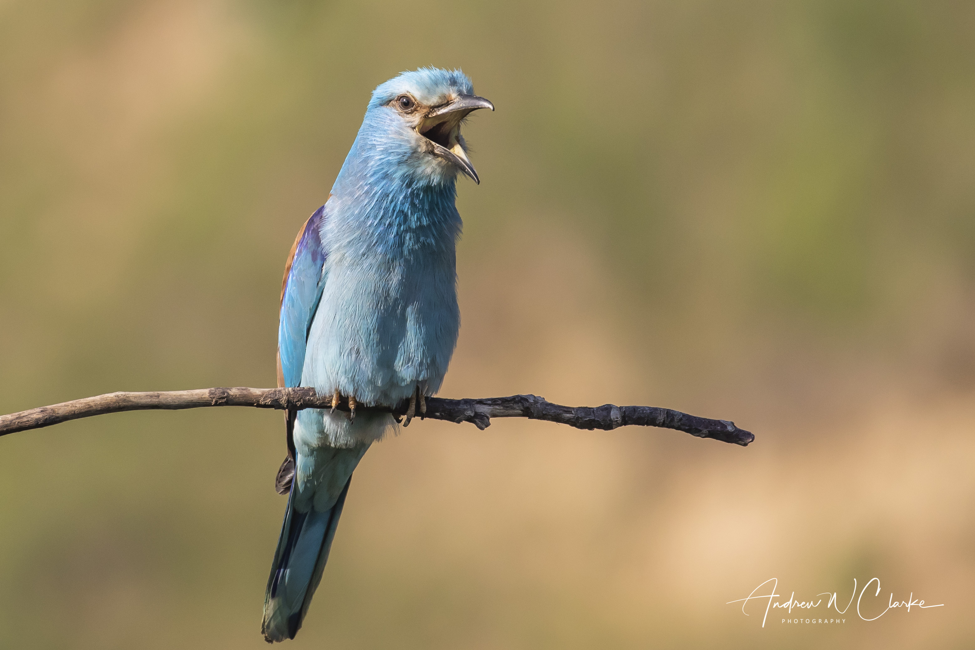 European Roller